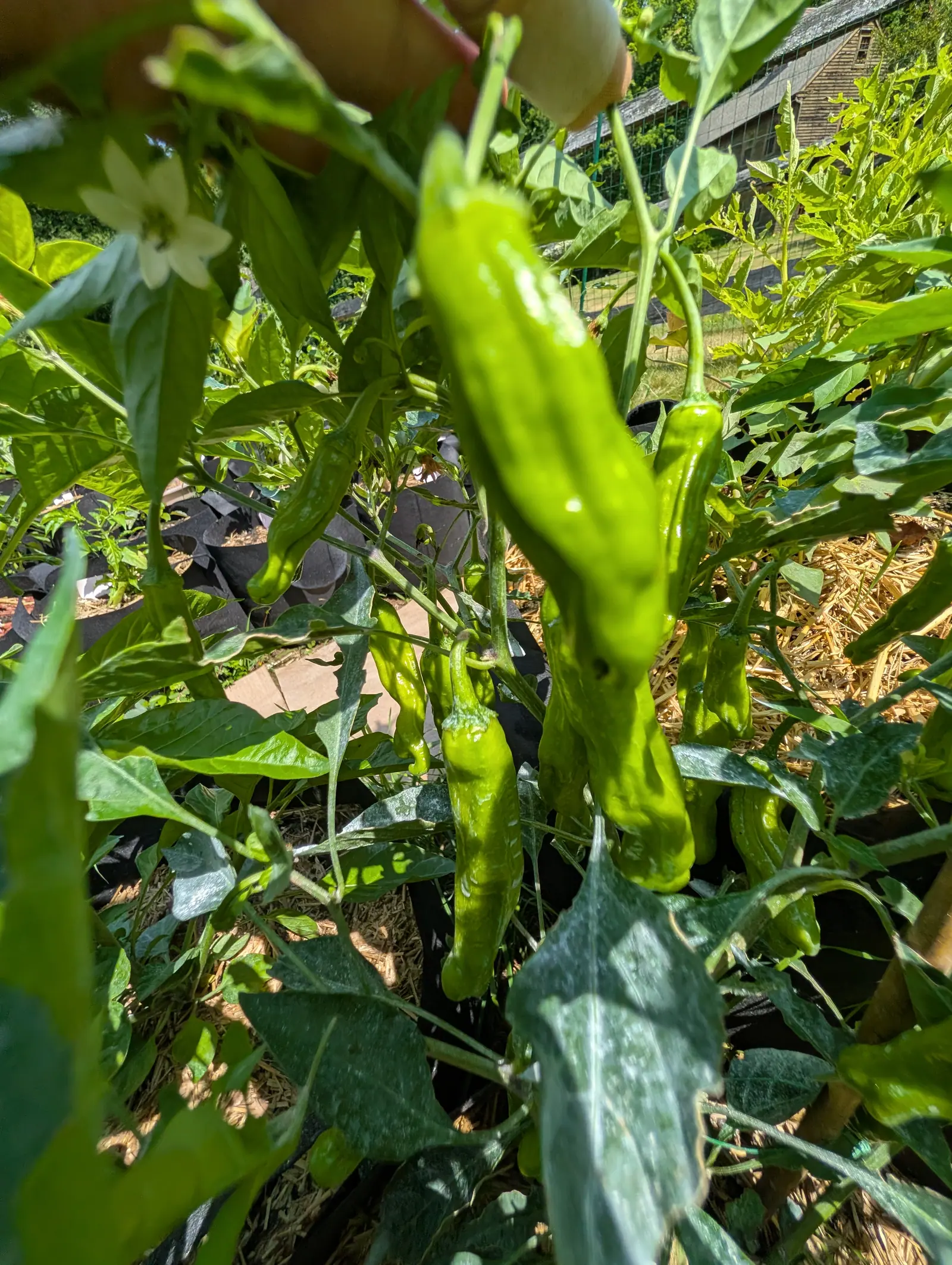 Long slender pale-green peppers hanging on the plant in strong sun, a single white flower open among the leaves, straw mulch and more plants behind.