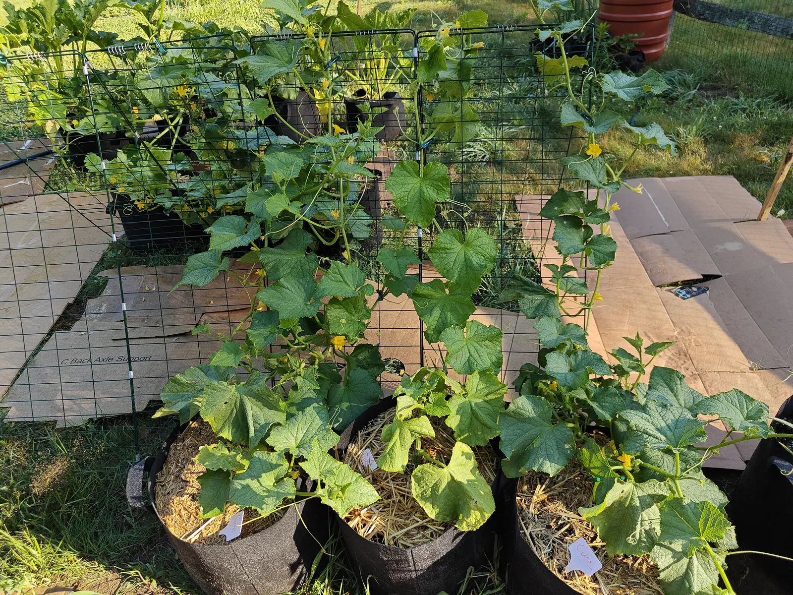 A row of cucumber plants climbing a wire trellis out of black fabric grow bags, broad leaves and yellow flowers, on a paved area with grass beyond.