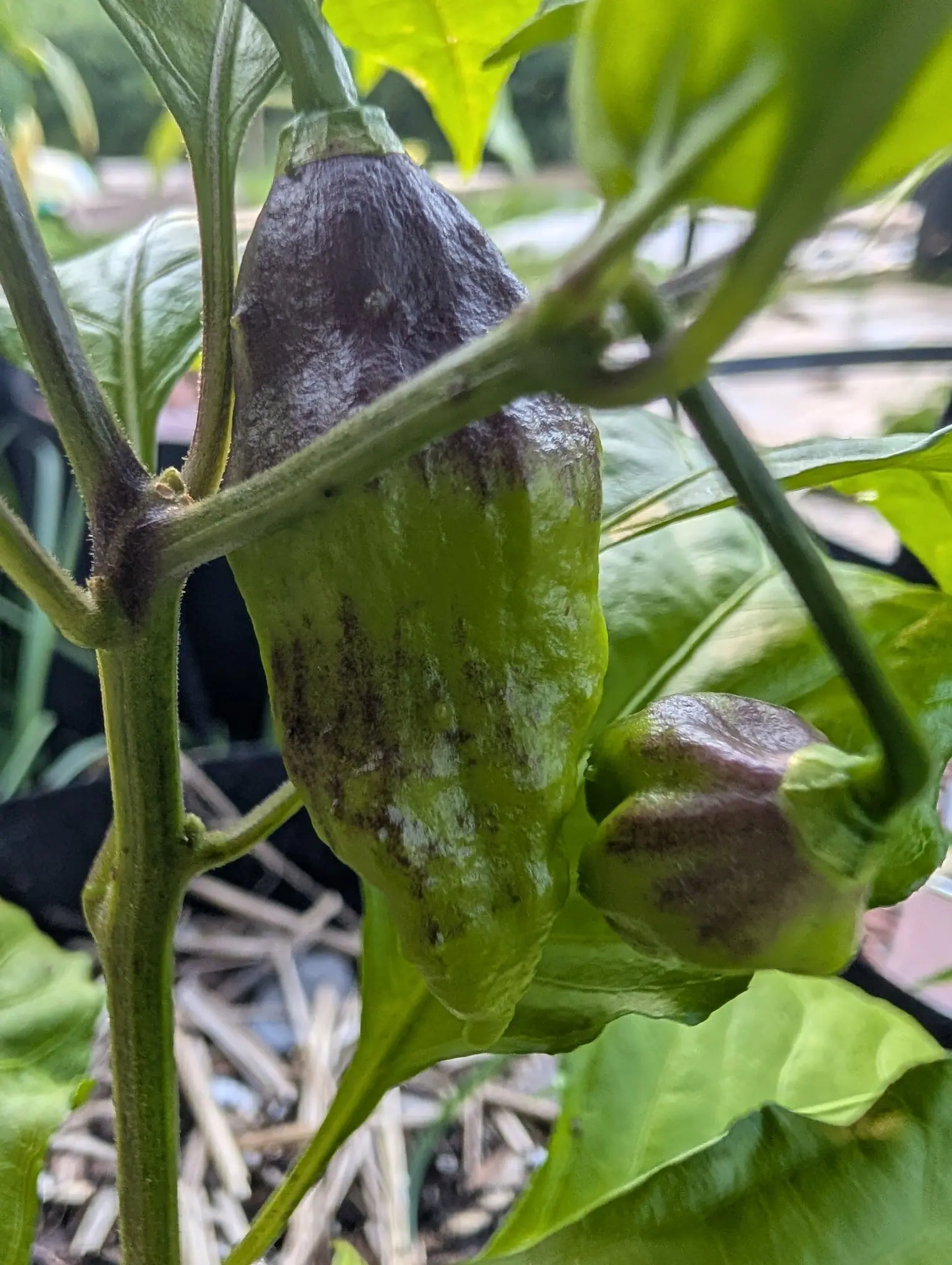 Three peppers hanging close together on the plant. The one in front is pale green and marked with dark, sunken, grey-brown patches spreading across its lower half; the two behind it have gone almost entirely dark.