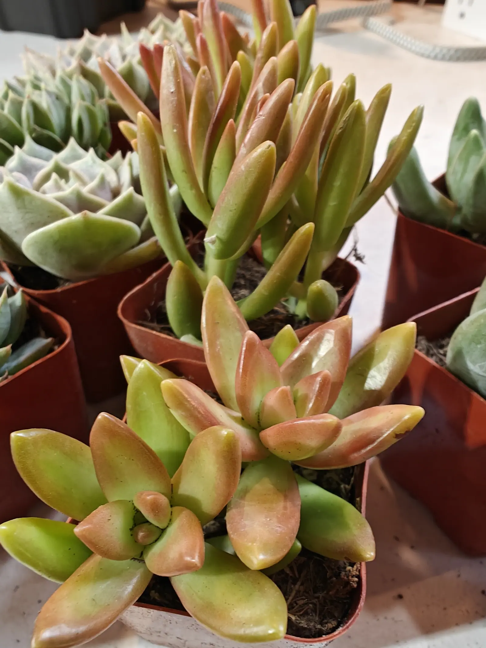 Nursery pots of succulents crowded together on a bench. The plant in front has plump glossy leaves in a rosette, green shading to coral at every tip; paler grey-green rosettes sit behind it.