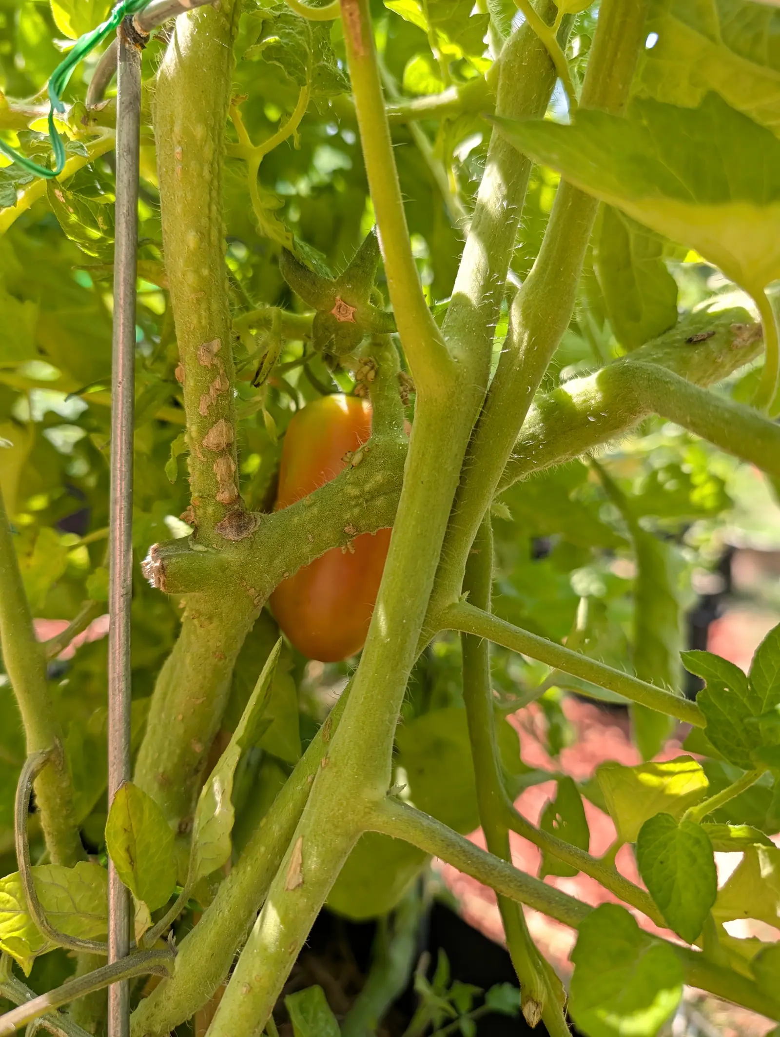 A single small plum tomato, half turned orange, hanging deep inside a tangle of stems and a bamboo stake, backlit by sun coming through the leaves.