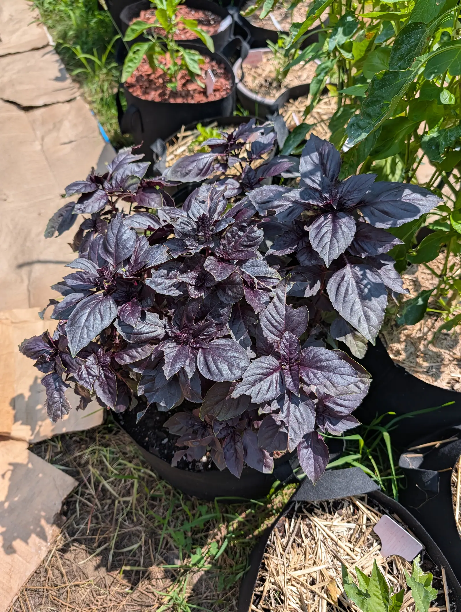 A dense mound of dark purple basil filling a black fabric pot, its leaves almost aubergine in the sun, with green pepper plants and straw mulch around it.