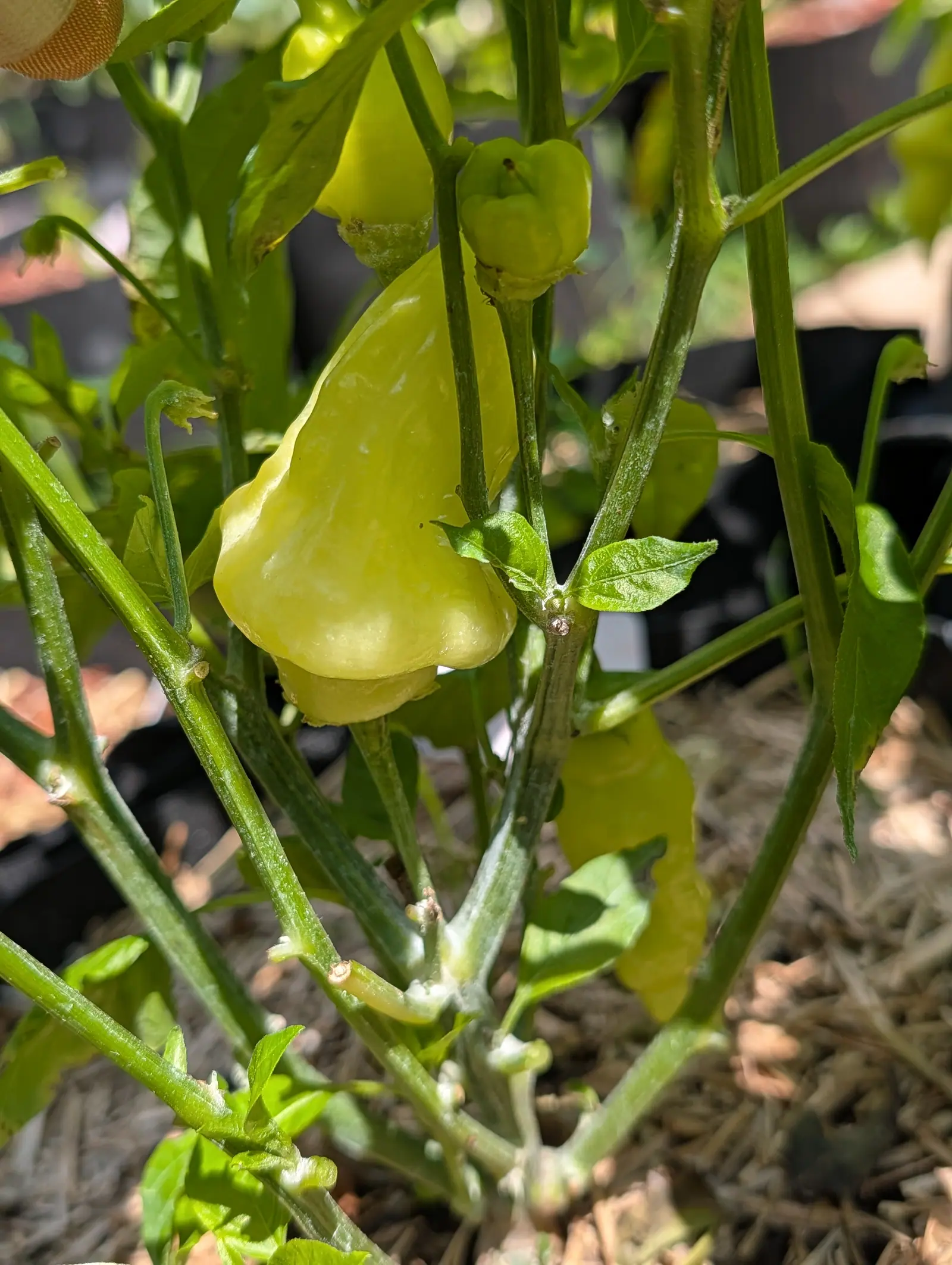 A pale yellow-green pepper hanging low on the plant with a smaller one above it, over straw mulch in strong sun.