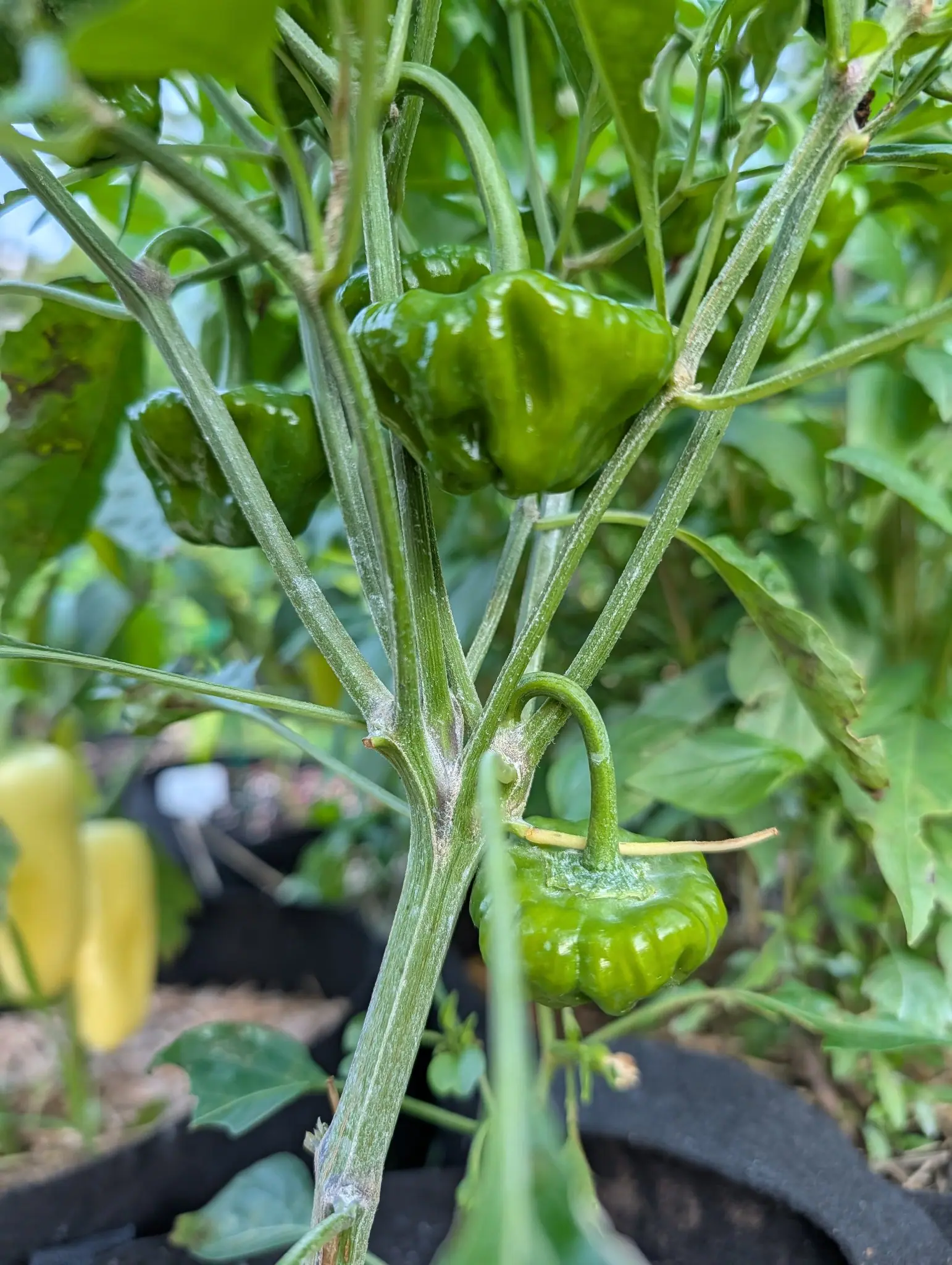 Two squat, deeply ridged dark-green peppers on the plant, one above the other, with pale yellow peppers out of focus in a grow bag behind.