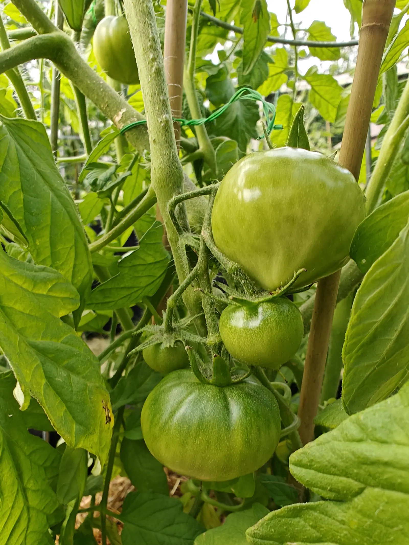 Three green tomatoes on the vine beside a bamboo stake tied with green twine, large leaves closing around them.