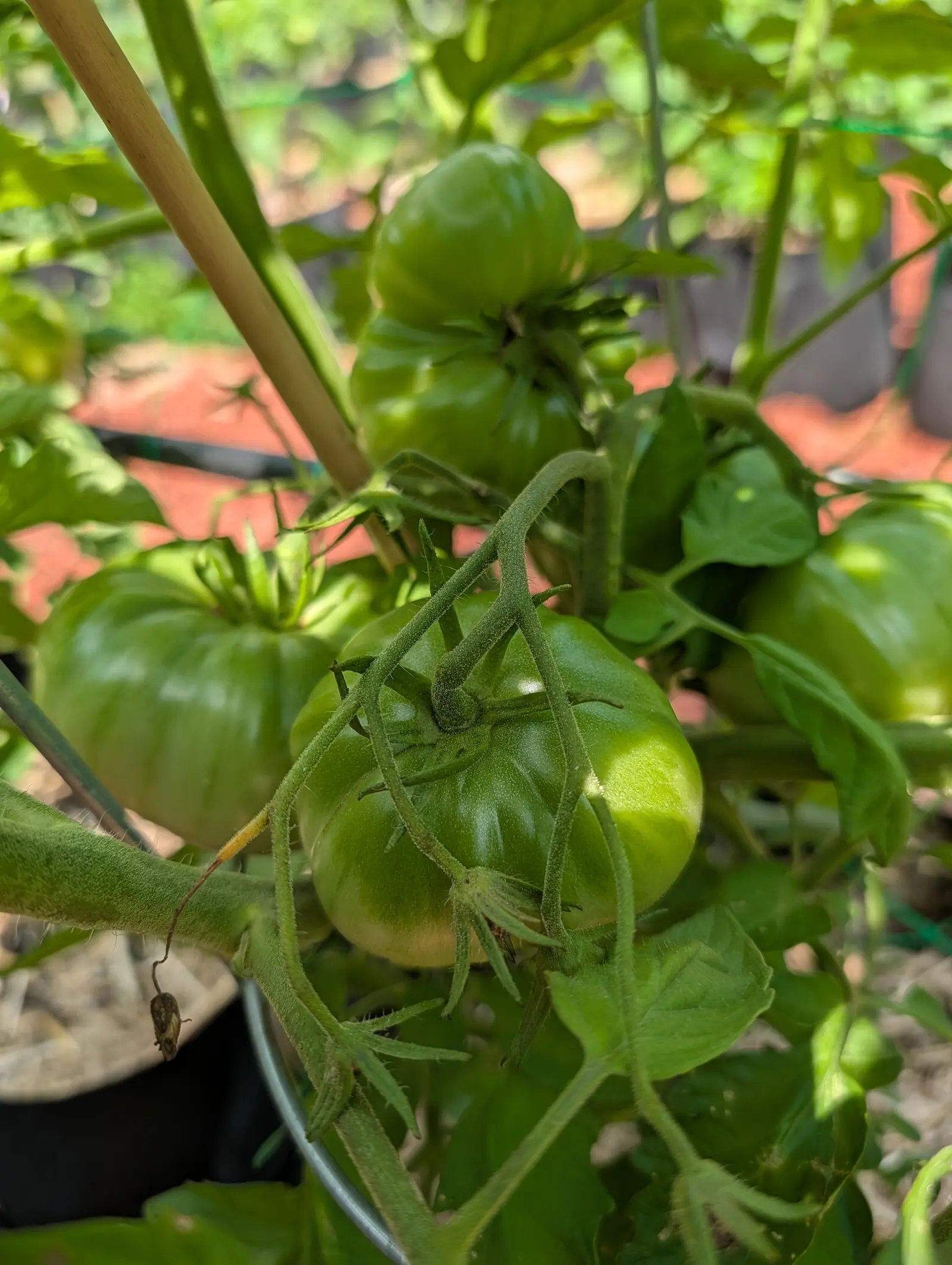Several large ribbed green tomatoes crowding a single truss, a bamboo stake running up through them, red-orange mulch below.