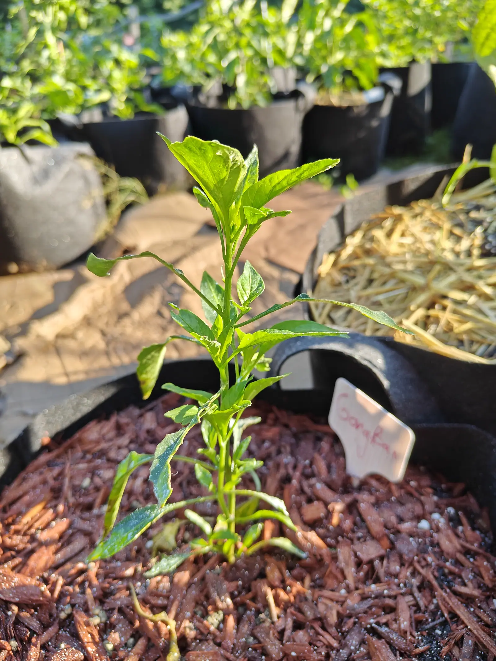 A young pepper plant barely a foot tall, standing in a grow bag of red-dyed bark mulch with a handwritten label beside it. Rows of identical bags recede behind.
