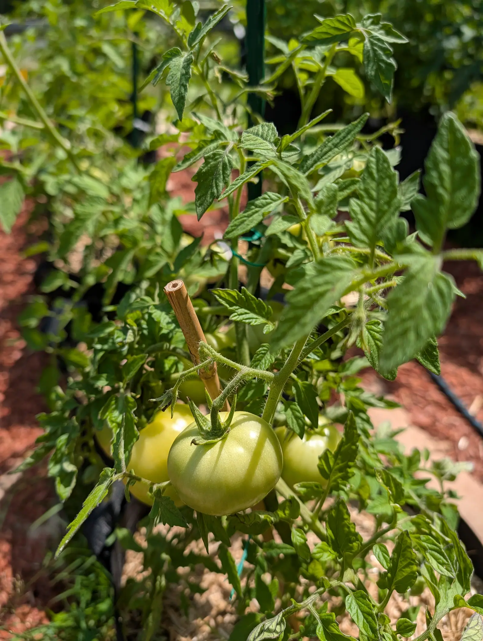Three pale green tomatoes clustered close to the ground beneath a snapped bamboo stake, red mulch and a drip line running behind them.