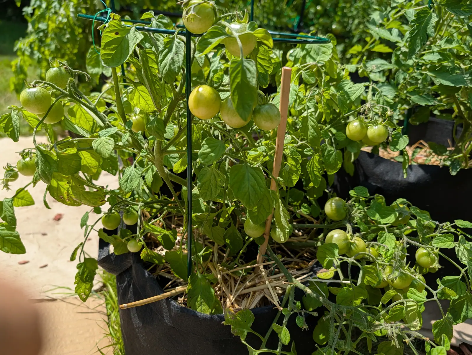 Tomato plants in black fabric grow bags staked with green metal supports, hung with green fruit at every height, straw mulch below.