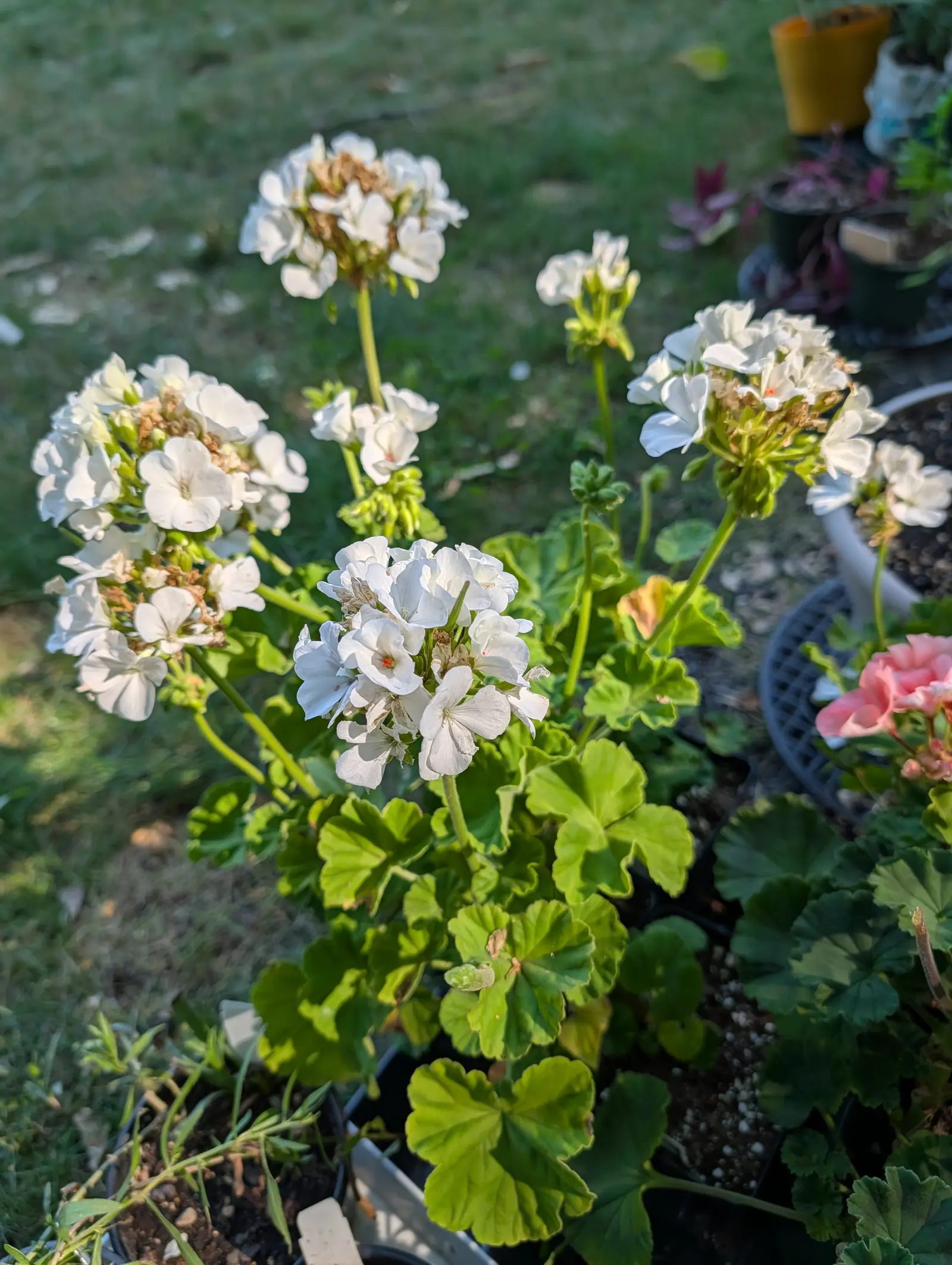Rounded heads of white geranium flowers on tall stems above scalloped leaves, a pink one flowering to the right, lawn beyond.
