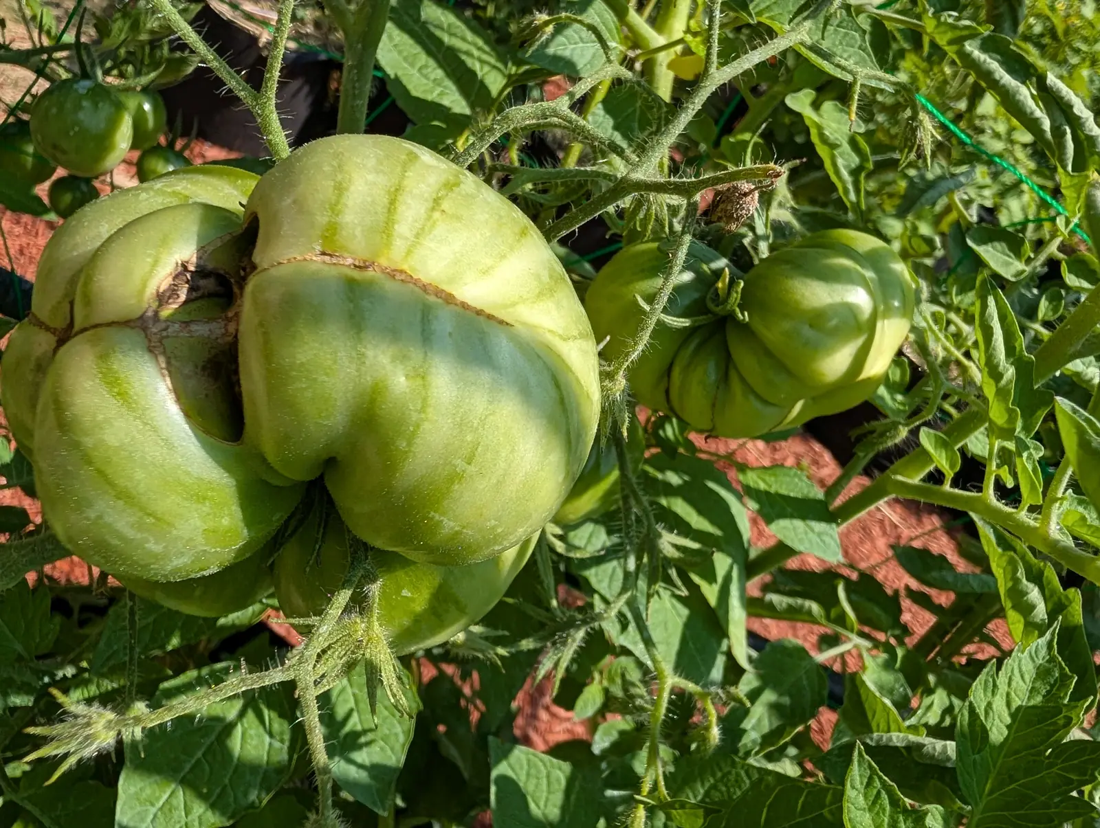 A large ribbed green tomato close on the vine, a healed split running across its shoulder, with red-orange mulch behind and more green fruit to the side.