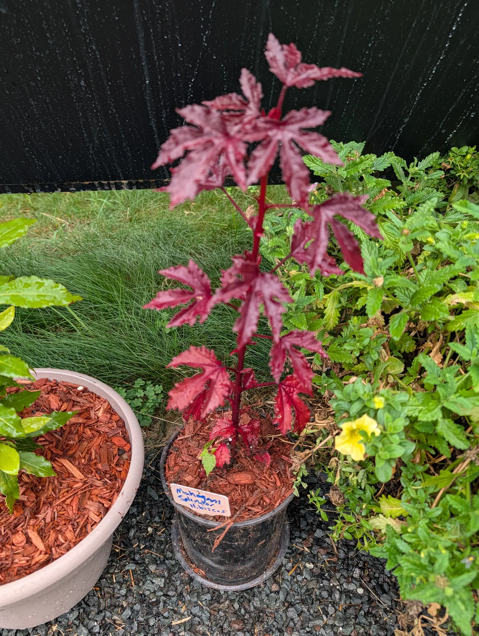 A young plant with deep crimson, deeply lobed leaves on a red stem, growing in a black pot of red-dyed bark mulch with a small handwritten label pushed into it. Grey gravel, a pink pot and a yellow flower sit around it.