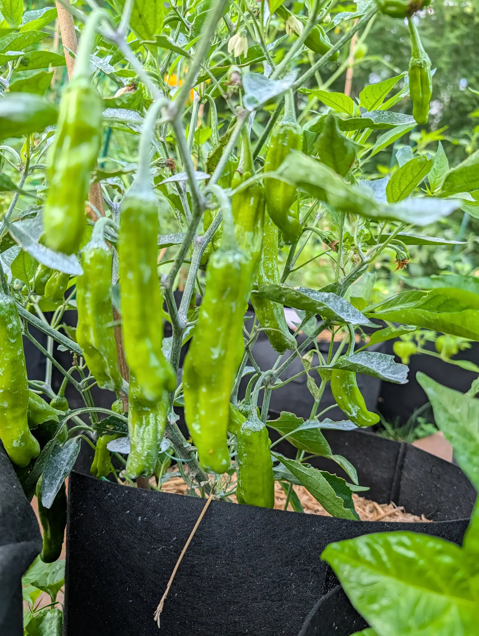 A cluster of long slender pale-green chilli peppers hanging on the plant, growing out of a black fabric grow bag over straw mulch.
