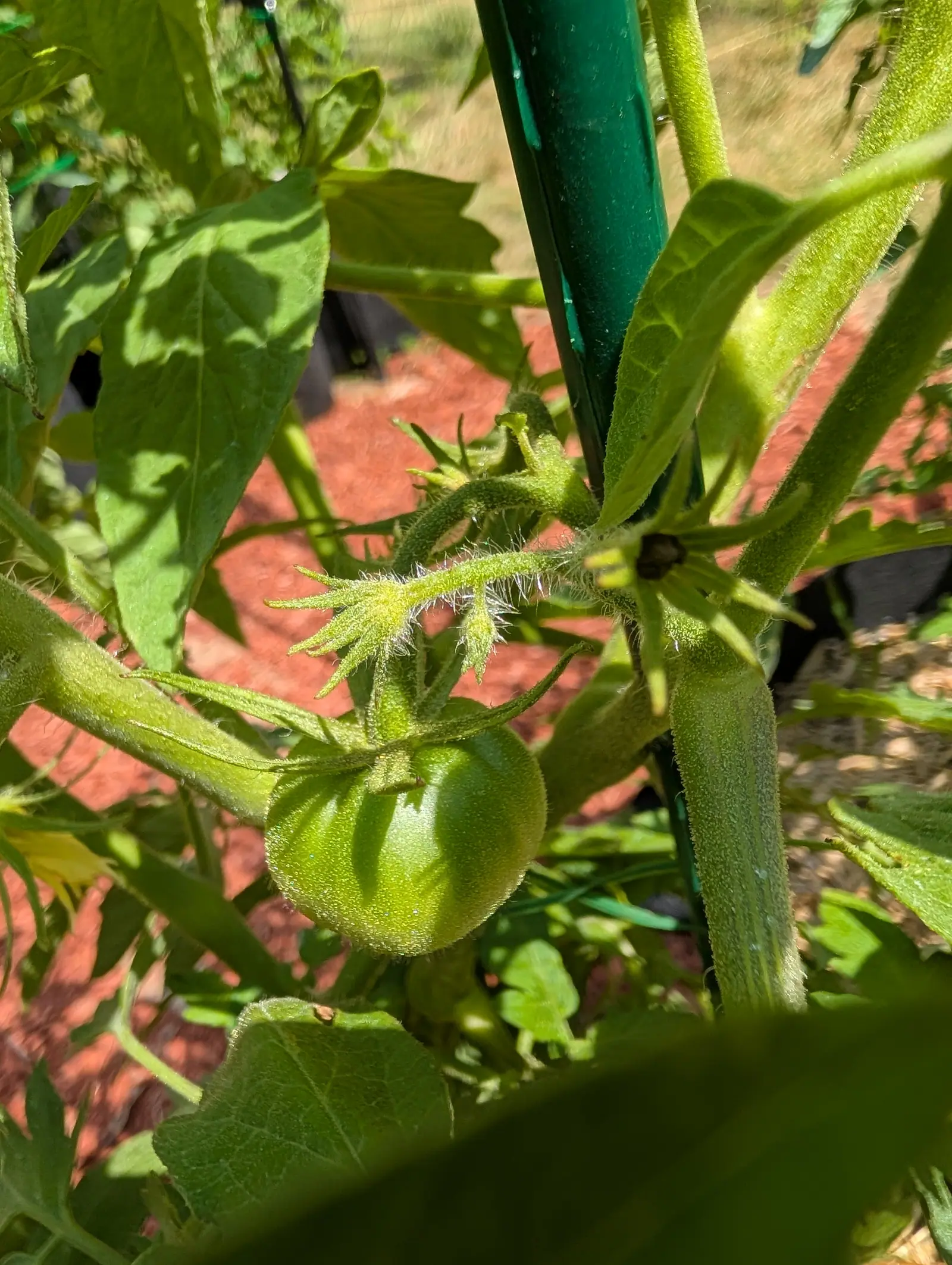 A single small green tomato hanging on the vine beside a green metal stake, its hairy calyx still spread around it, over red-orange mulch.