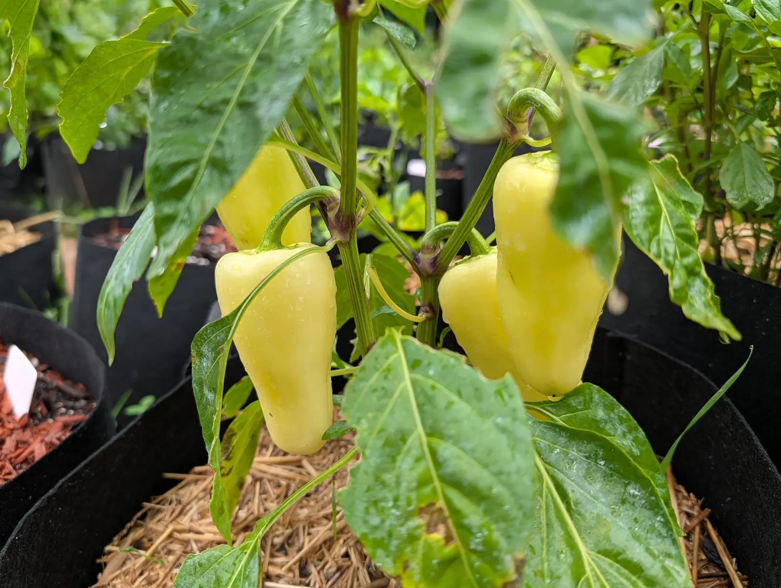 Three pale yellow peppers hanging on the plant in a black grow bag, framed by broad glossy leaves over straw mulch.