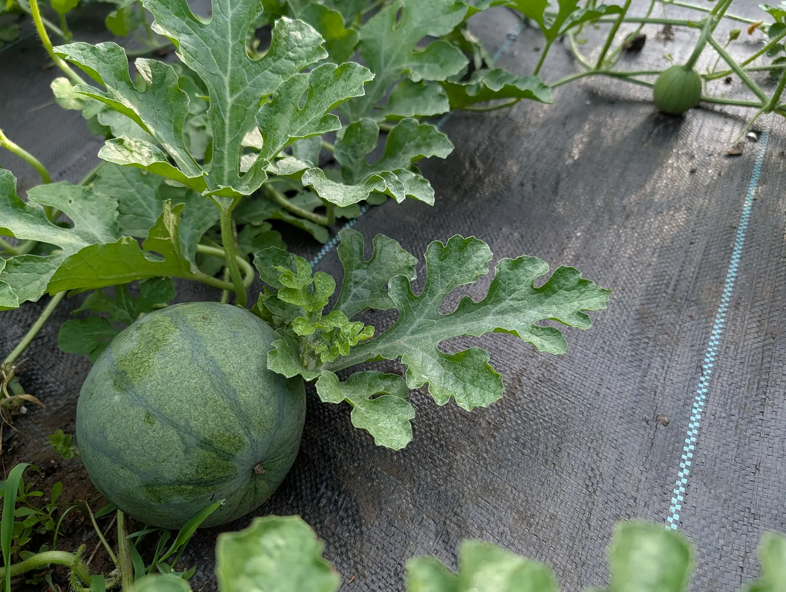 A round dark-green watermelon lying on black woven ground fabric, surrounded by the deeply cut leaves of its own vine.