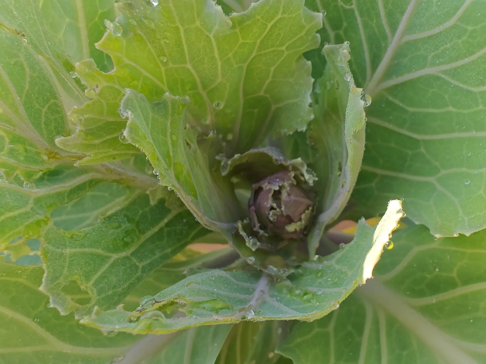 Looking straight down into the centre of a cabbage plant. Crinkled blue-green leaves radiate outward, several chewed through with holes, and a small tight head is just beginning to close at the crown.