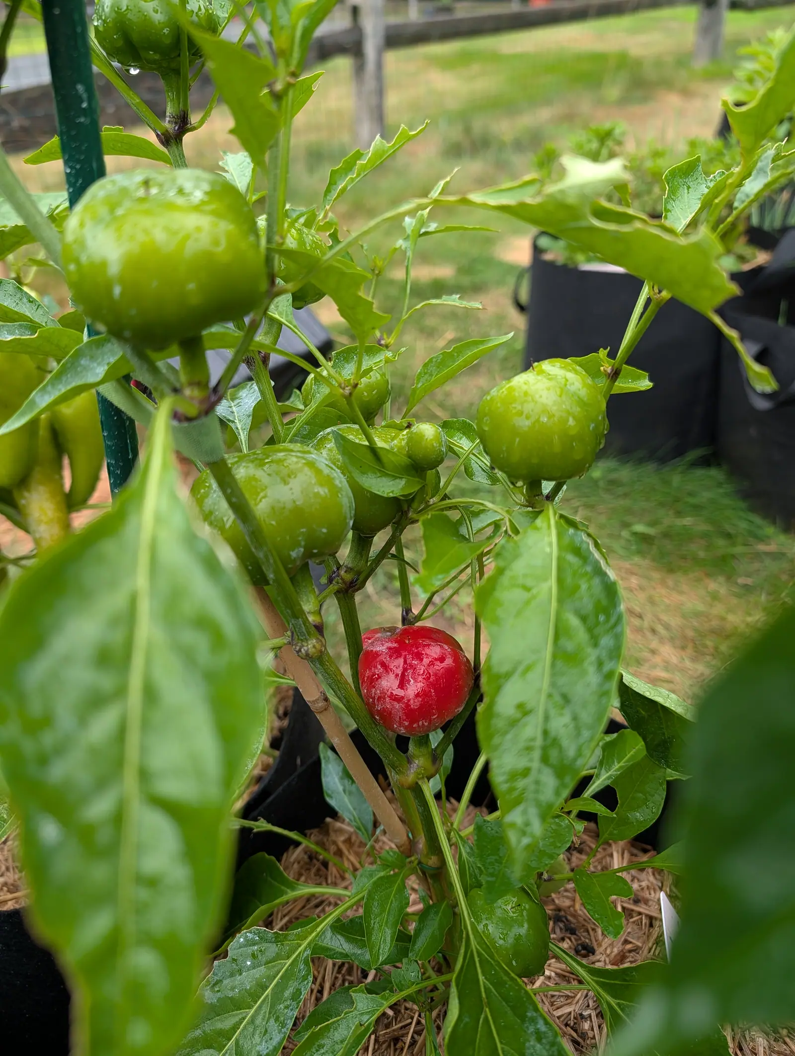 One round red pepper, ripe among a dozen still green, on a plant beaded with water after rain.