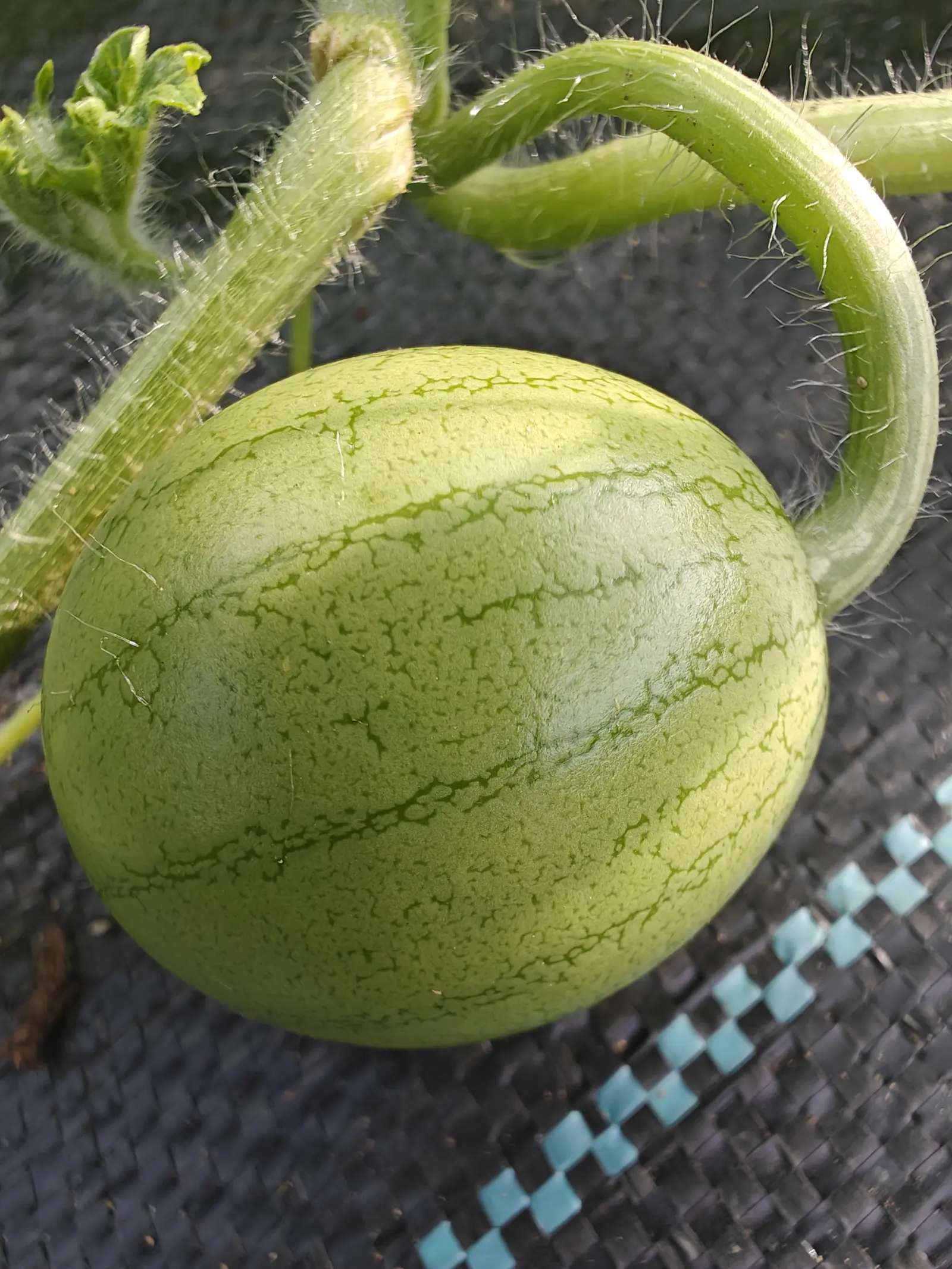 A young watermelon, pale green with darker green veining, resting on black woven ground fabric with hairy vine stems curving above it.
