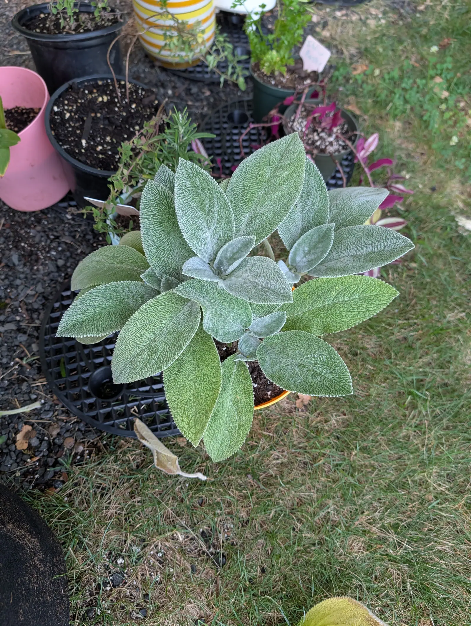 Looking down on a plant of broad, soft, silver-grey leaves, so densely furred they look dusty, in a black pot on a nursery tray in the grass.