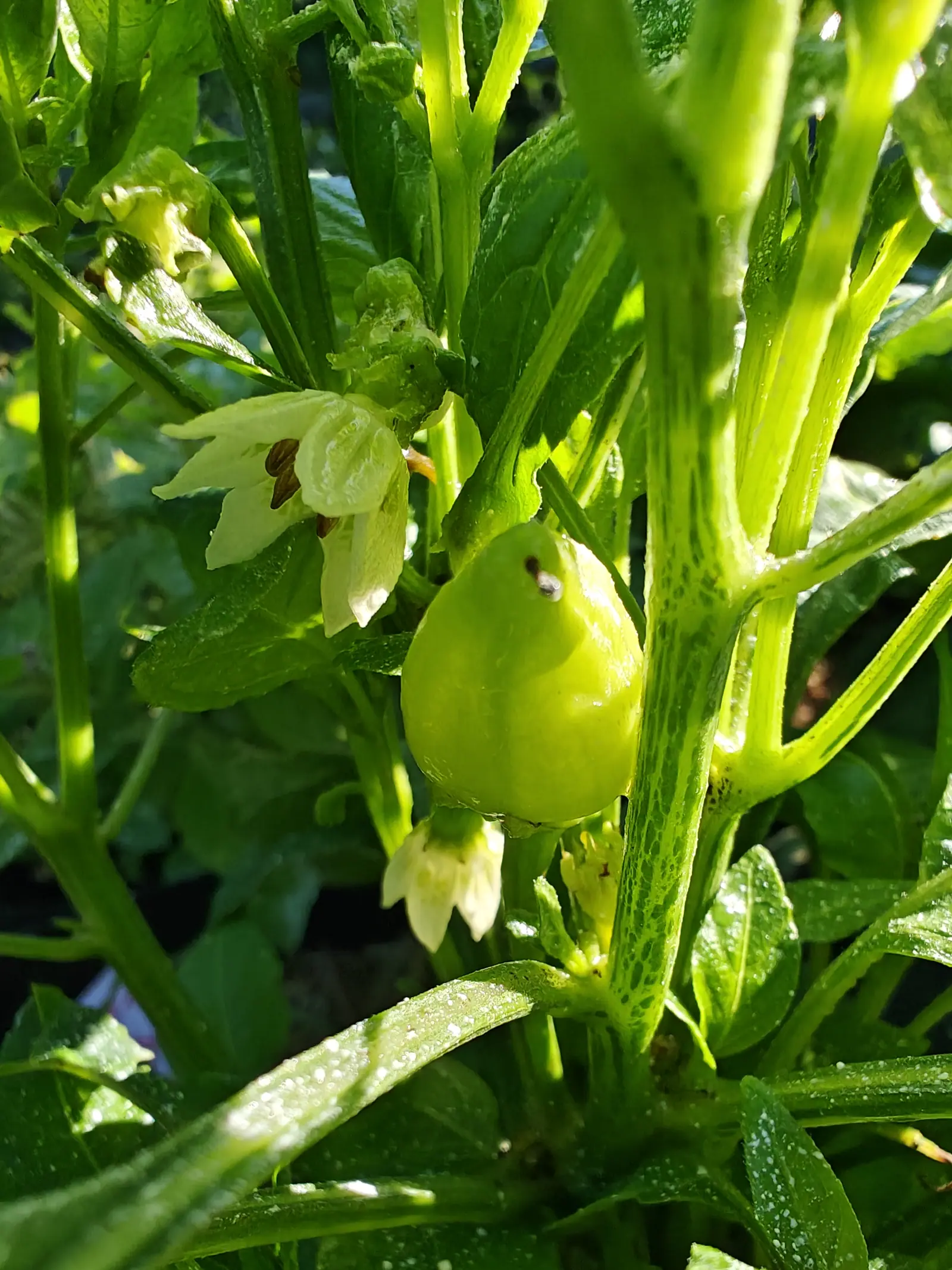 A small round pale-green pepper just set, with the spent cream-coloured flowers that made it still hanging on either side.