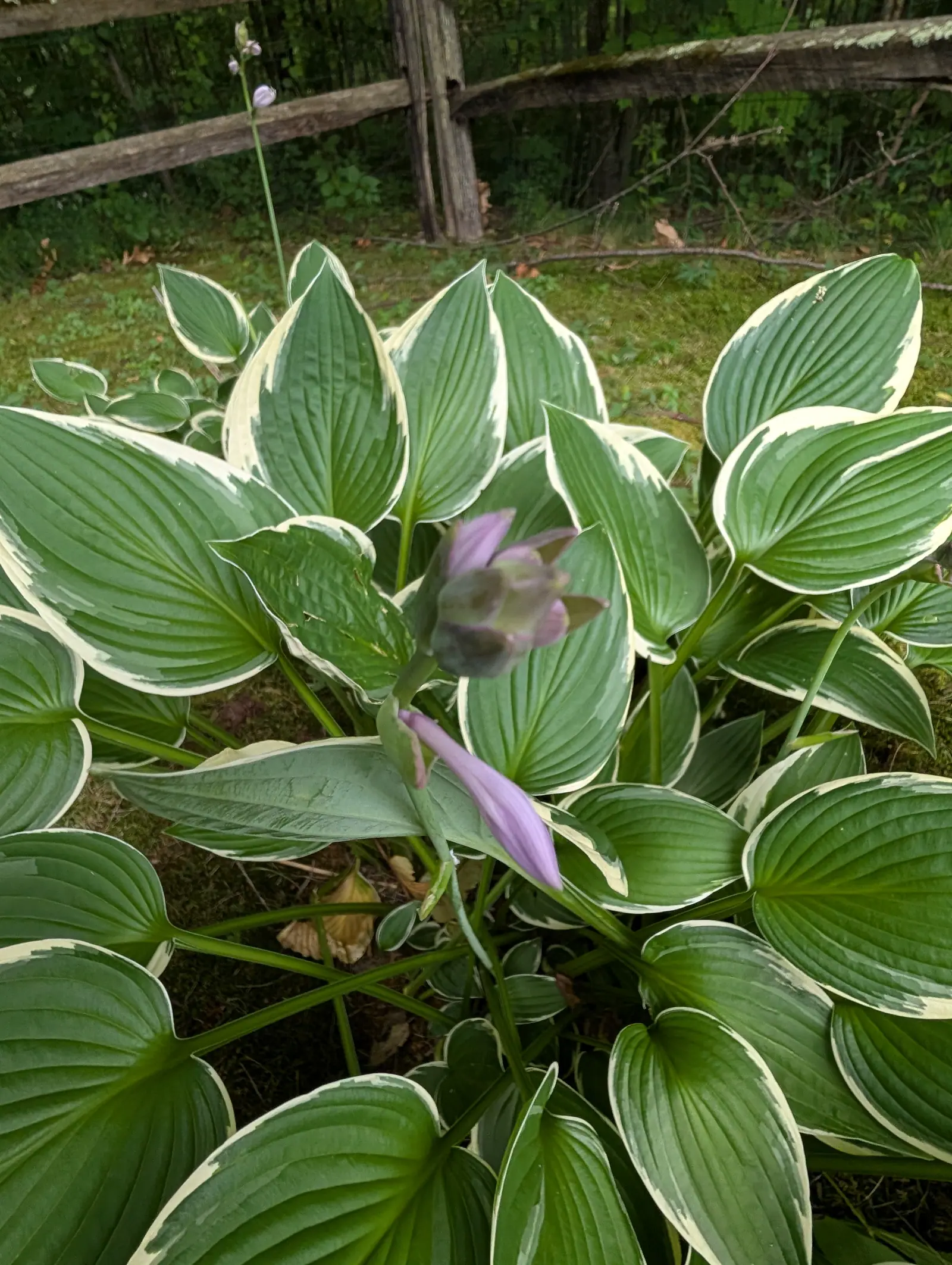 A hosta with broad blue-green leaves edged in cream, one pale lavender flower opening on a stalk above them, a split-rail fence and woodland behind.