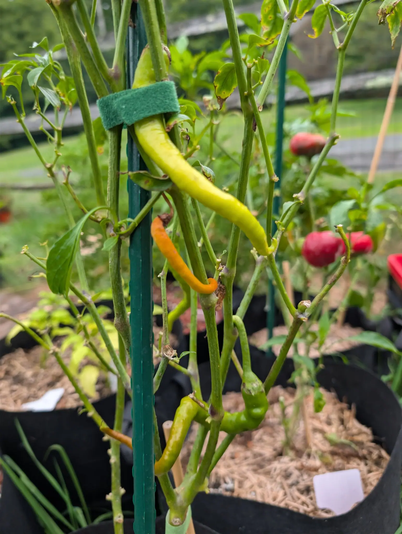 A long yellow-green pepper strapped to a green stake with a velcro tie, another turning orange below it, and a plant of ripe red peppers behind.