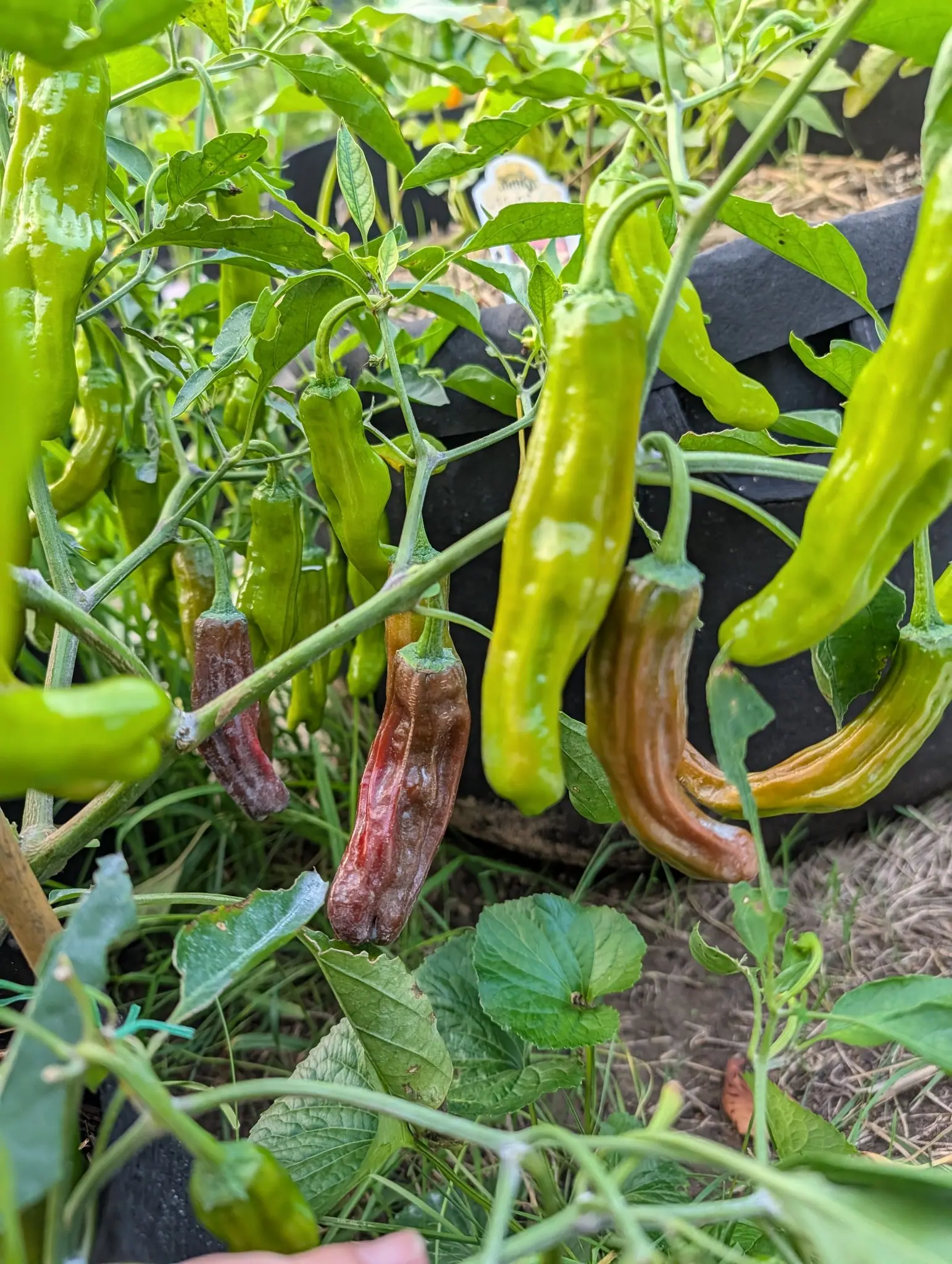 Long pale-green peppers hanging from a grow bag. Several have shrivelled and gone brown-purple, collapsed in on themselves beside the sound ones.