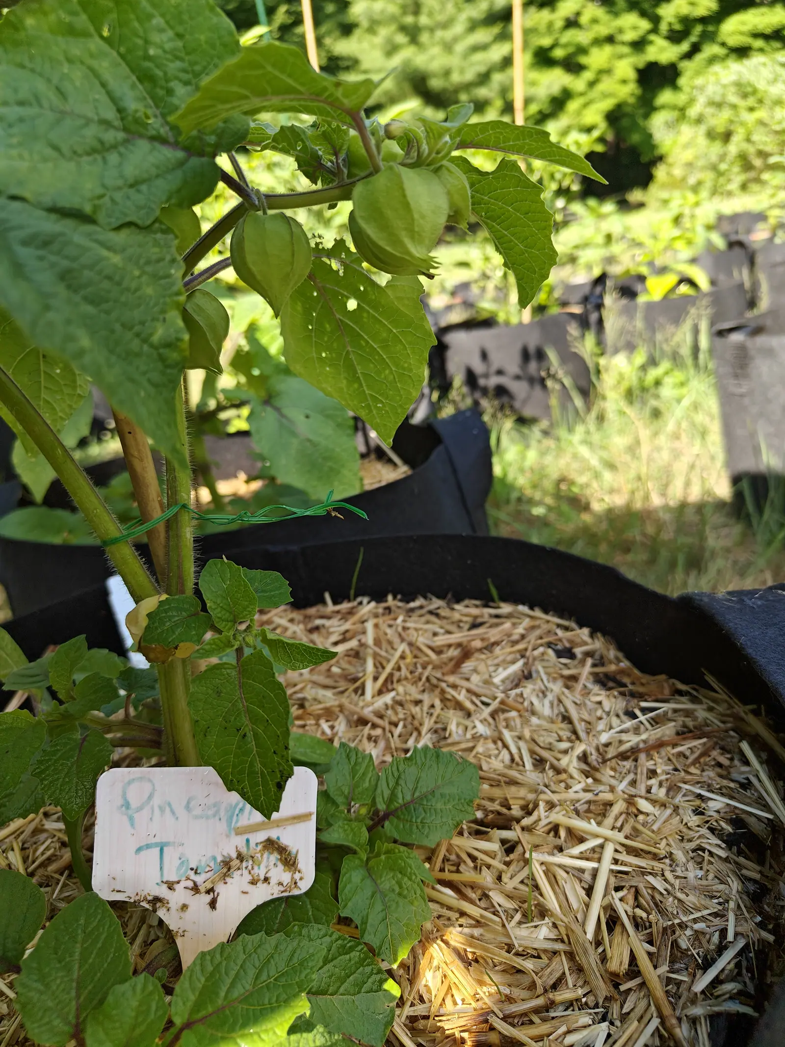 A young tomatillo plant in a straw-mulched grow bag, its first papery husks already formed, a handwritten label pushed into the mulch in front of it.