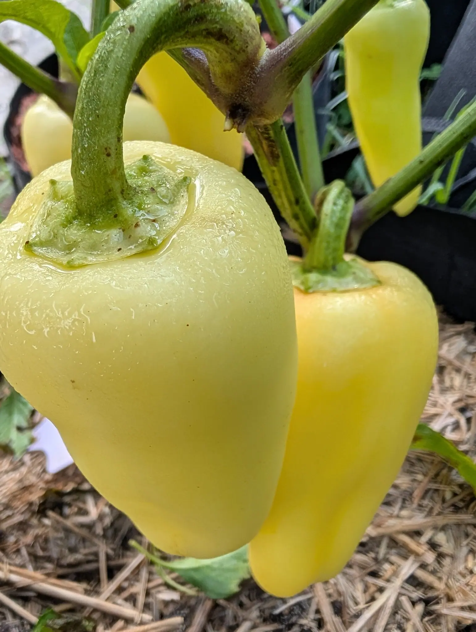 Two large pale-yellow peppers hanging close on the plant, glossy and flecked with water, over straw mulch, with more of the same behind them.