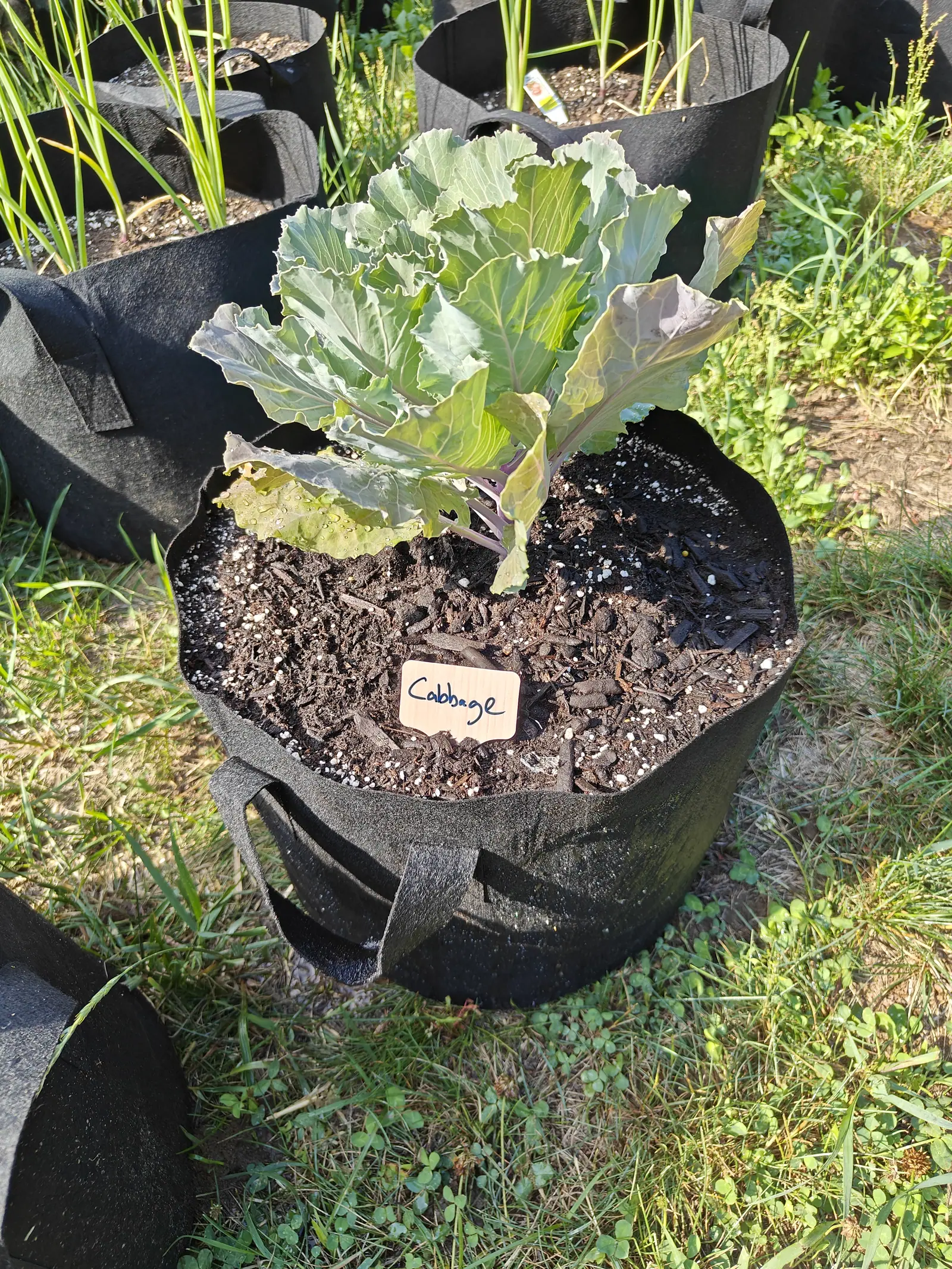 A young cabbage in a black fabric grow bag, its outer leaves already broad and blue-grey, a handwritten label stuck in the dark soil beside it.