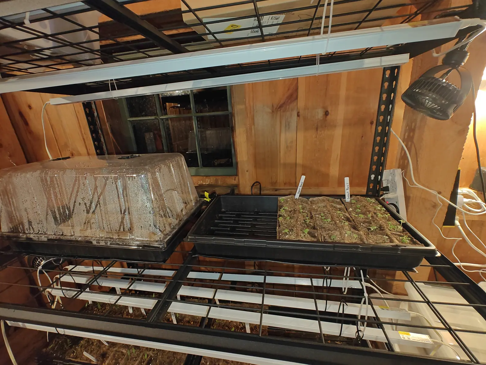 A basement seed-starting shelf under a long fluorescent tube, a clouded humidity dome beside an empty black cell tray and a tray of soil plugs with white labels, a clamp heat lamp on the timber wall behind.