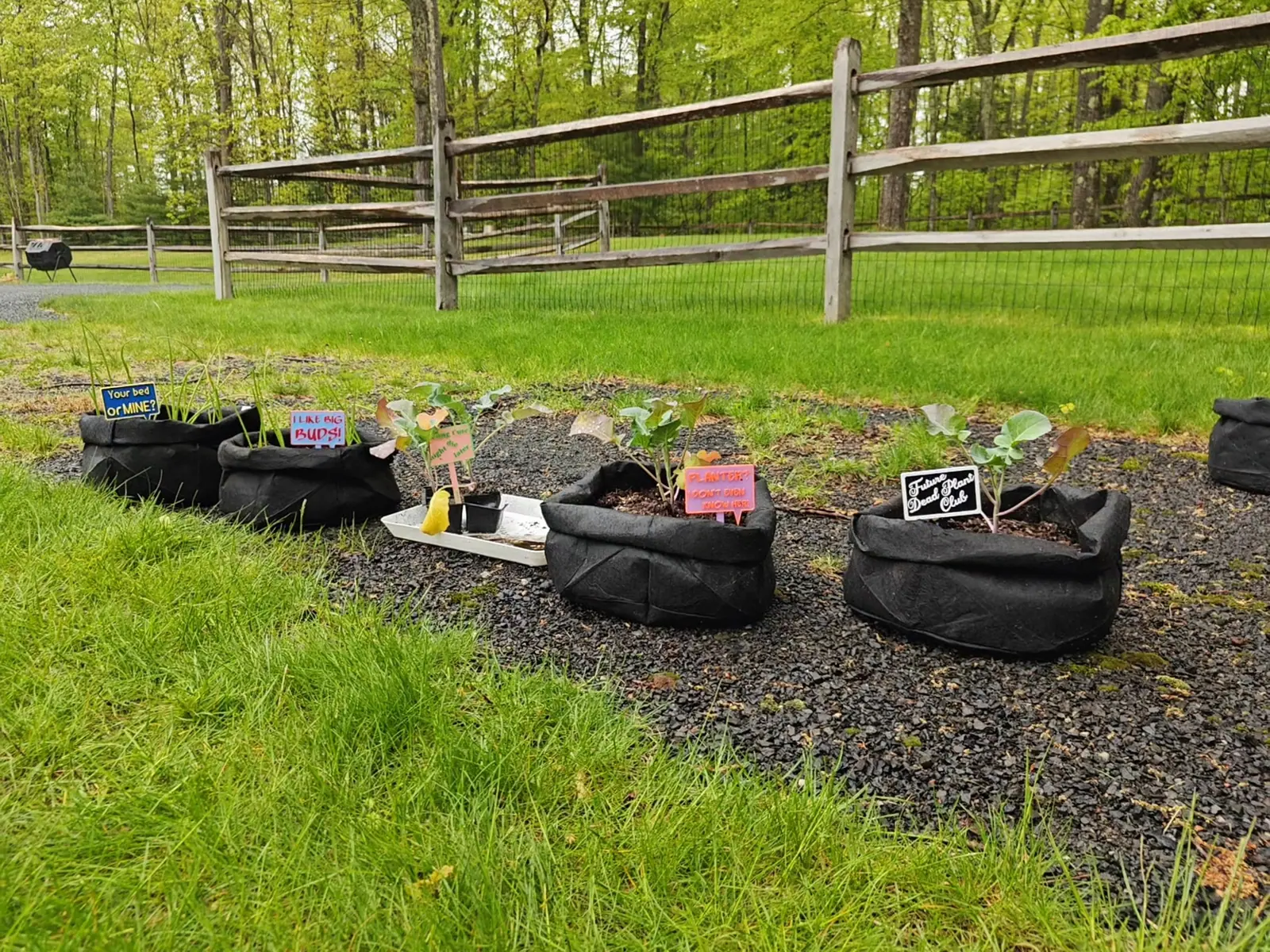 A row of black fabric grow bags on a gravel bed edged with grass, young seedlings and bright handwritten labels in each, a hand tool on a white tray, a split-rail fence and wire mesh behind.
