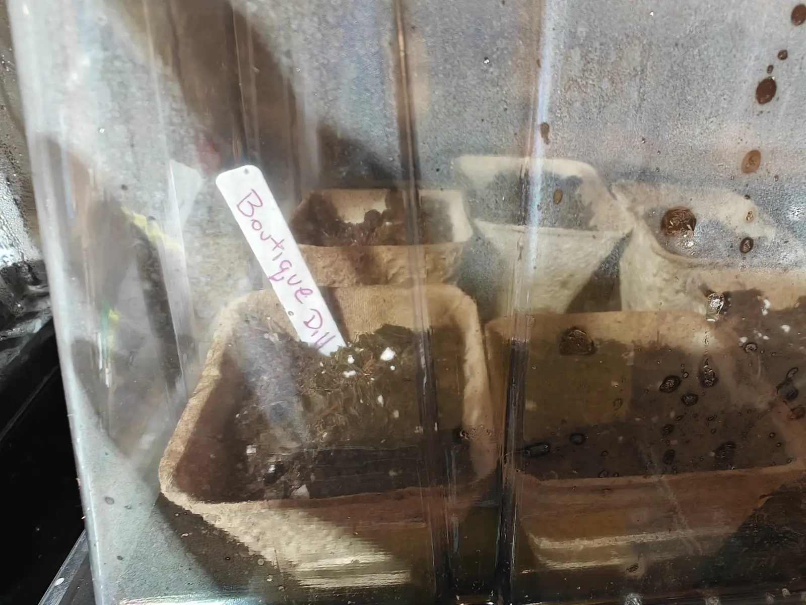 Moulded fibre pots of dark seed compost seen through a clouded plastic humidity dome, water beaded on the plastic, a handwritten label pushed into one of them.