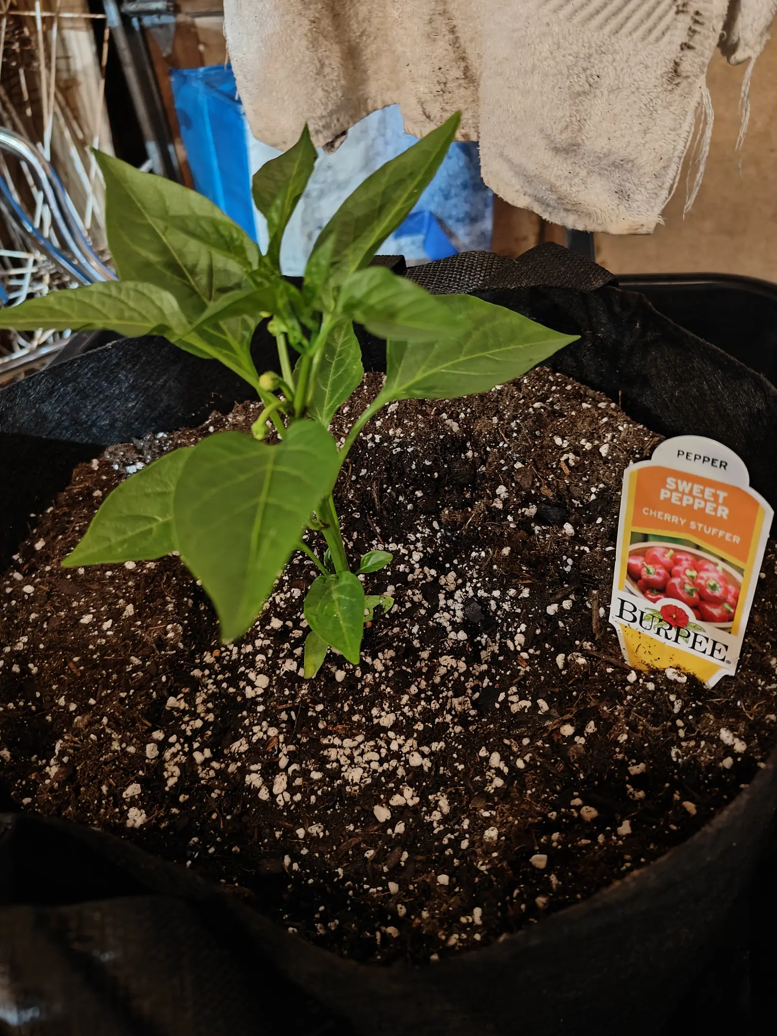 A young pepper plant in a black fabric grow bag of dark compost flecked with perlite, a Burpee seed packet label clipped to the rim, a towel and blue tarpaulin behind.