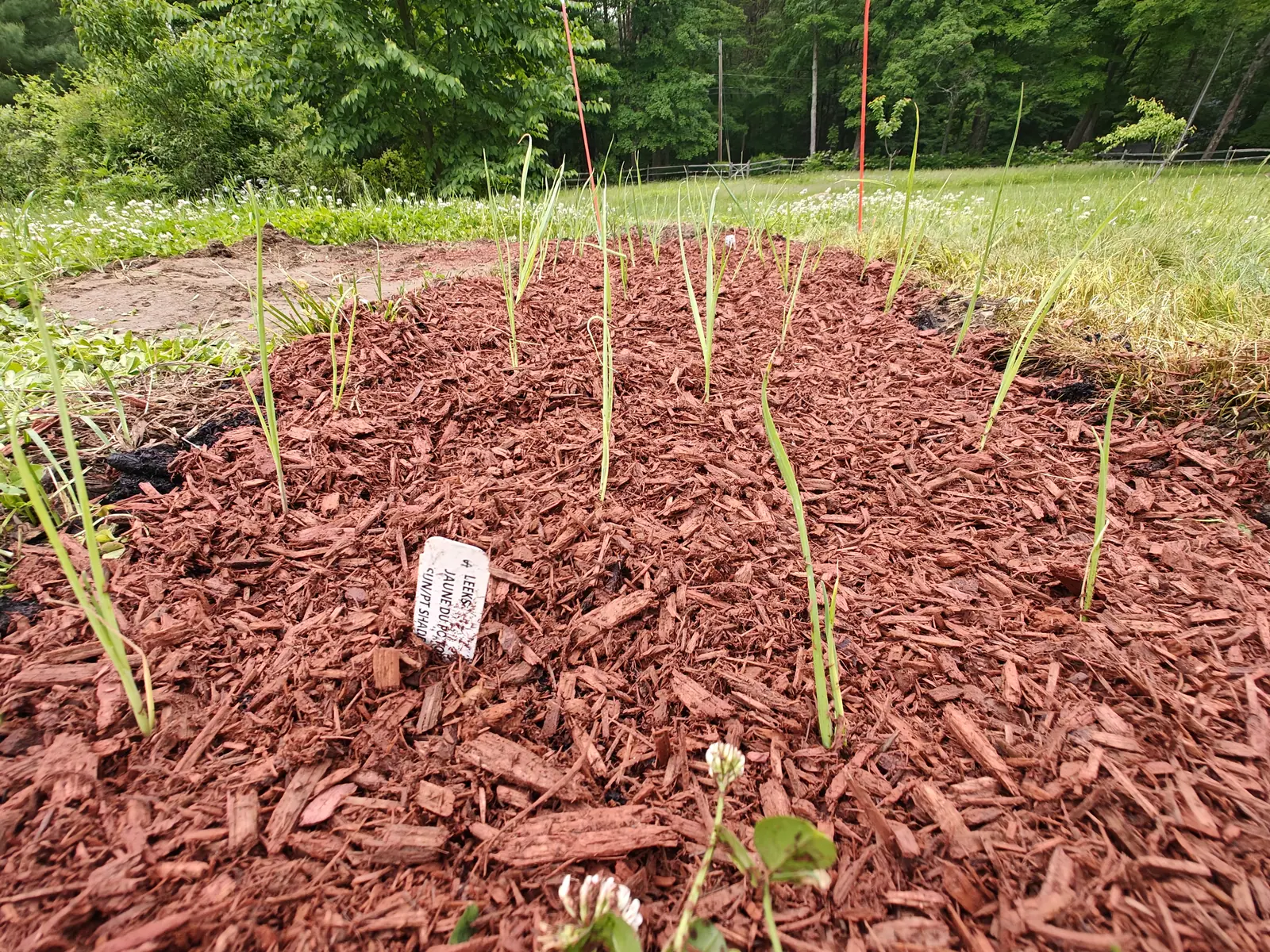 Slender leek seedlings pushing up through a bed of red-orange bark mulch, a small white handwritten label among them, orange marker stakes and white clover at the edges, rough grass and woodland behind.