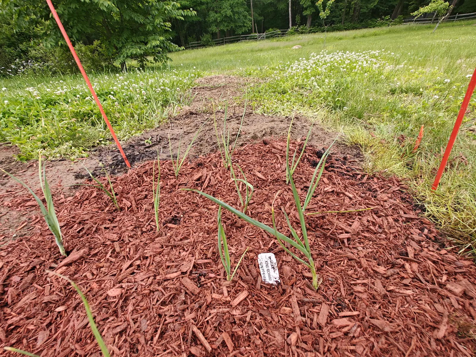 Leek seedlings in a mounded bed of red-orange bark mulch with a white label at its centre, tall orange marker stakes either side, mown grass and flowering weeds beyond.