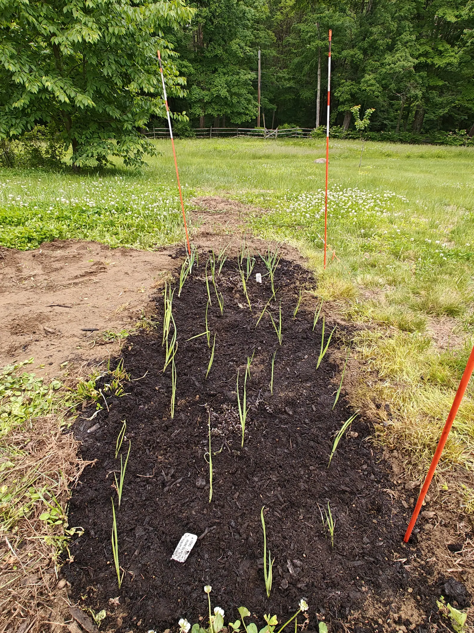 A long mound of dark bare soil planted with rows of young leeks, orange marker stakes down both sides and a white label at the near end, mown grass, a split-rail fence and woodland behind.