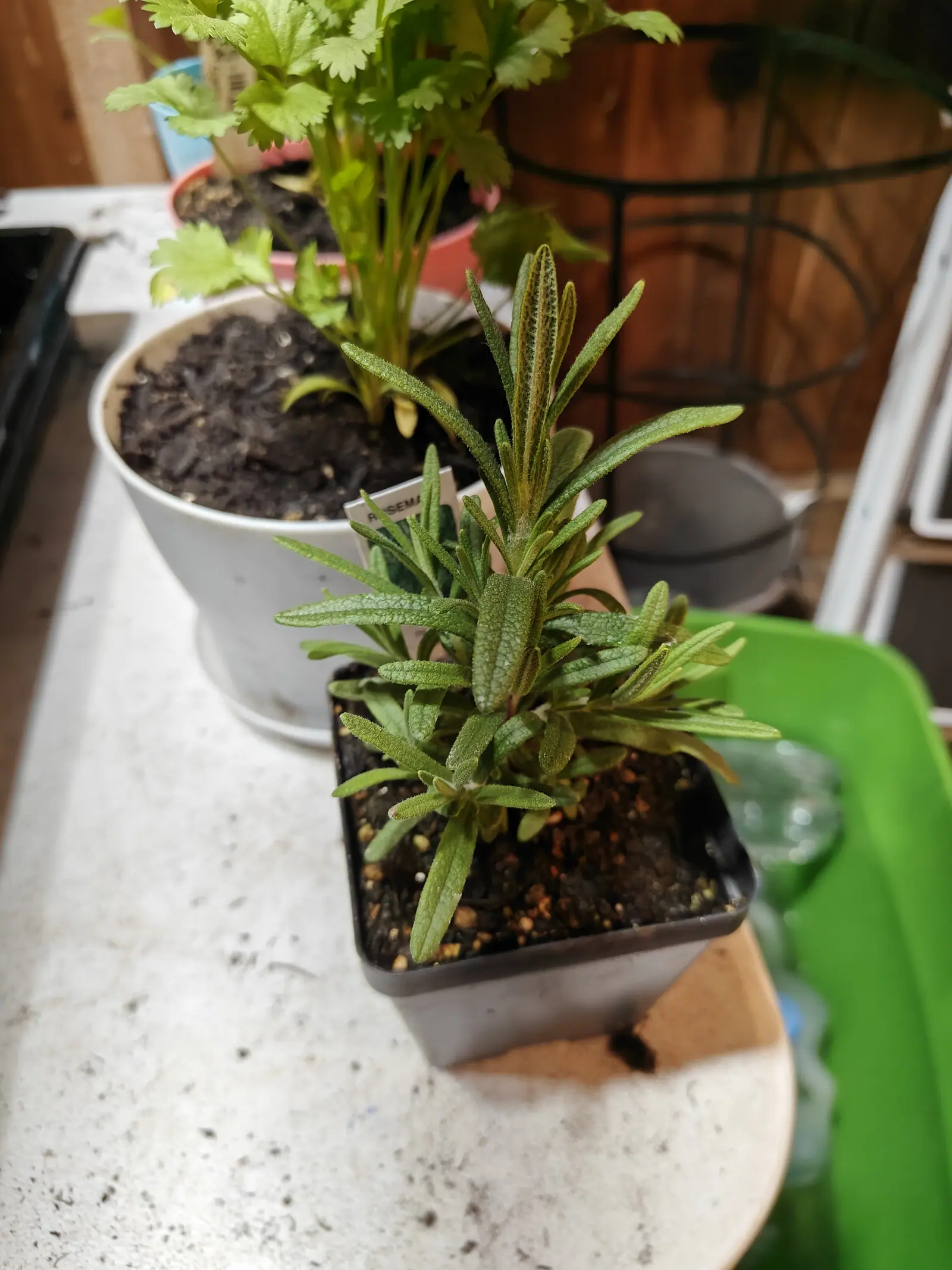 A young rosemary plant in a square black plastic pot on a speckled worktop, its needle leaves grey-green above compost dotted with fertiliser granules, a white pot of flat-leaved herbs and a green tray behind.
