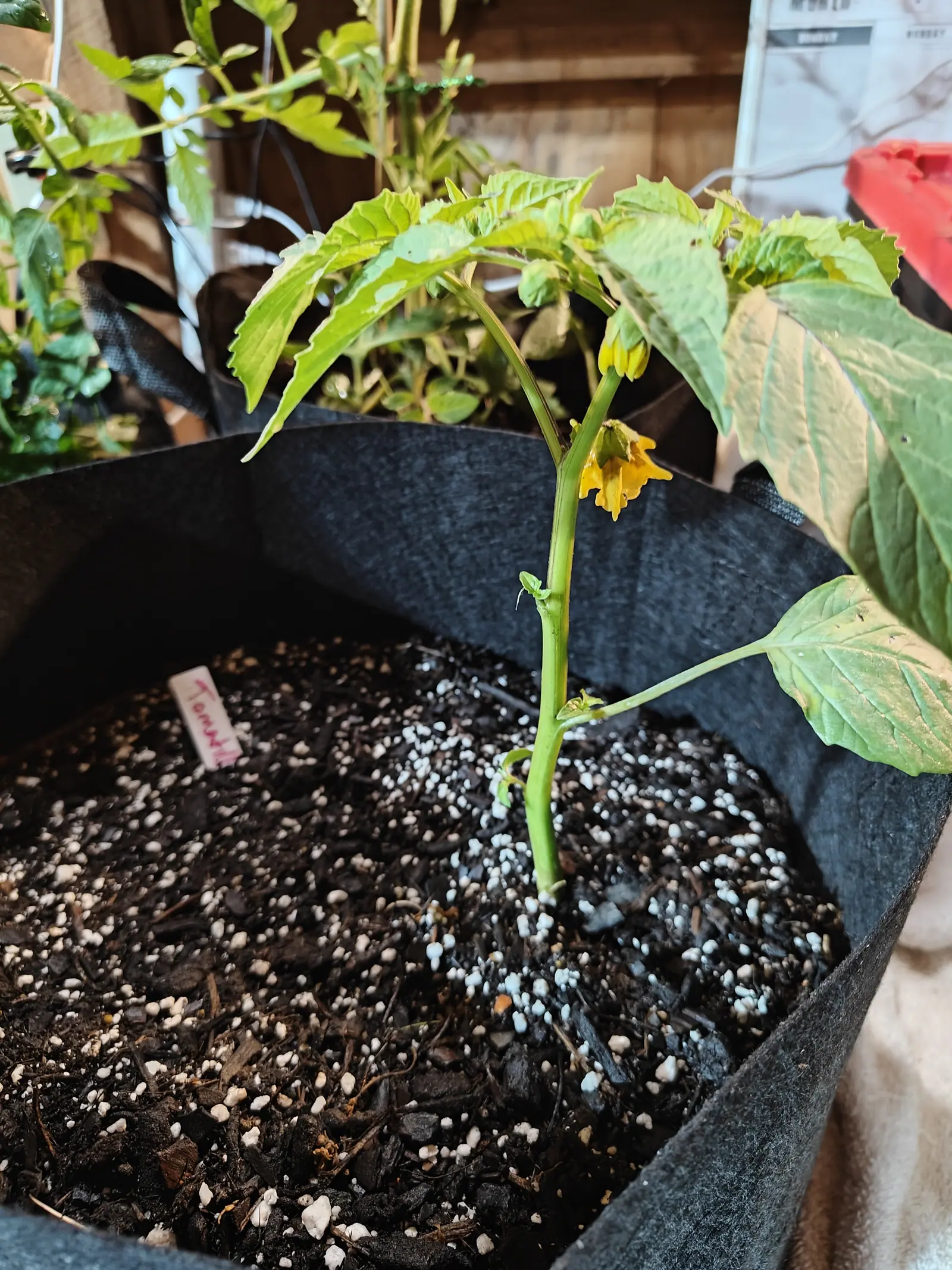 A young tomatillo in a black fabric grow bag, one yellow flower with a dark throat open on the stem, dark compost flecked with perlite, a small pink label and a timber wall behind.