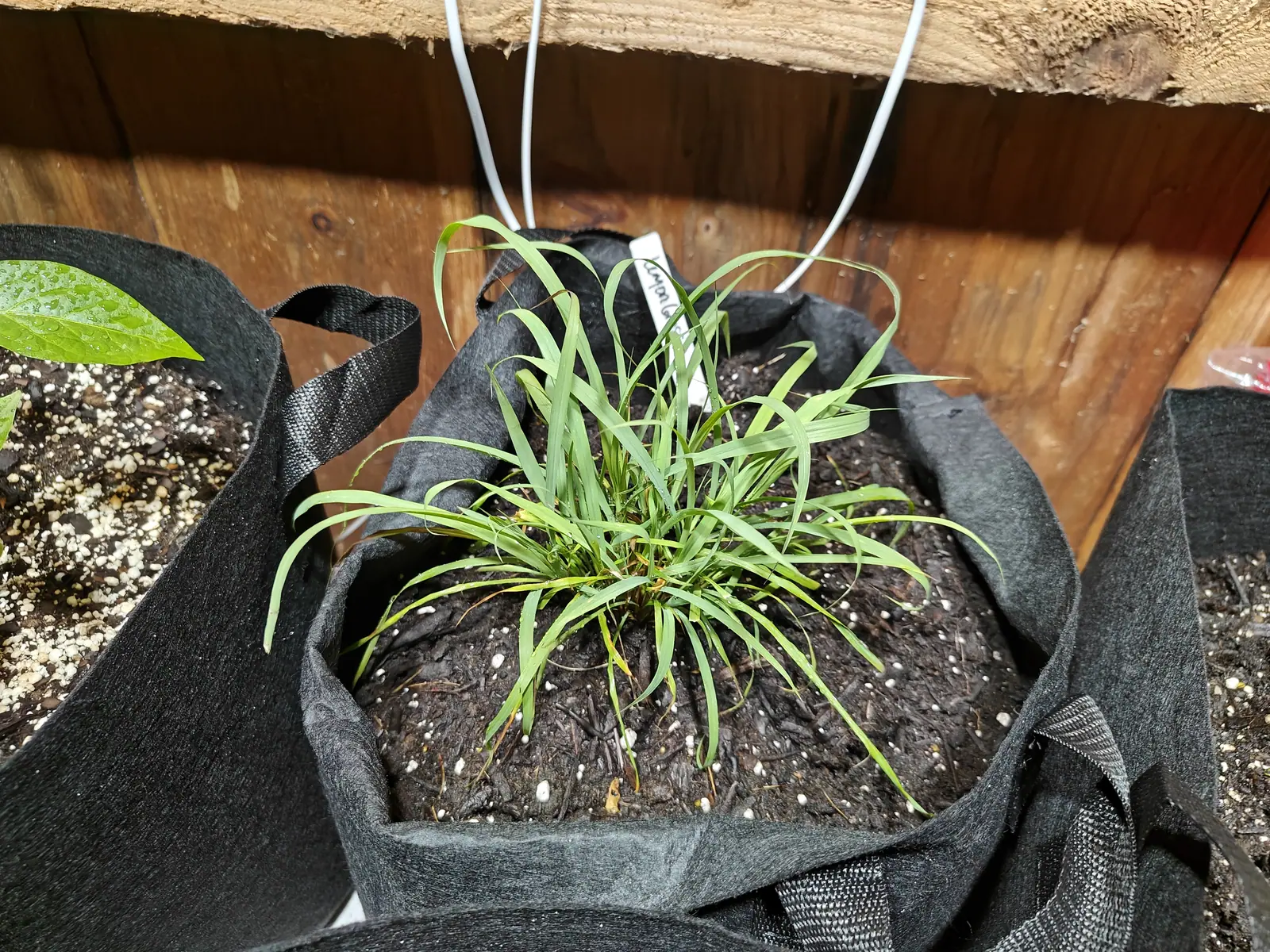 A clump of narrow arching lemongrass blades in a black fabric grow bag of dark compost, a small white label at the centre, white cable looping across the rough timber boards behind.