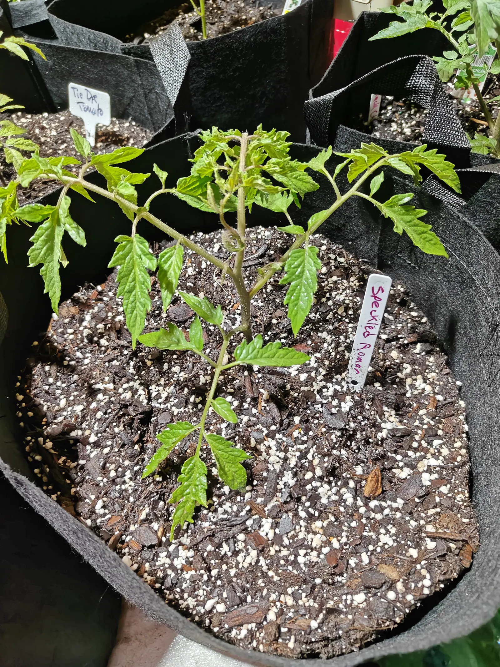 A young tomato plant in a black fabric grow bag, compost heavy with perlite, a white label lettered in pink beside it and a second bag behind.