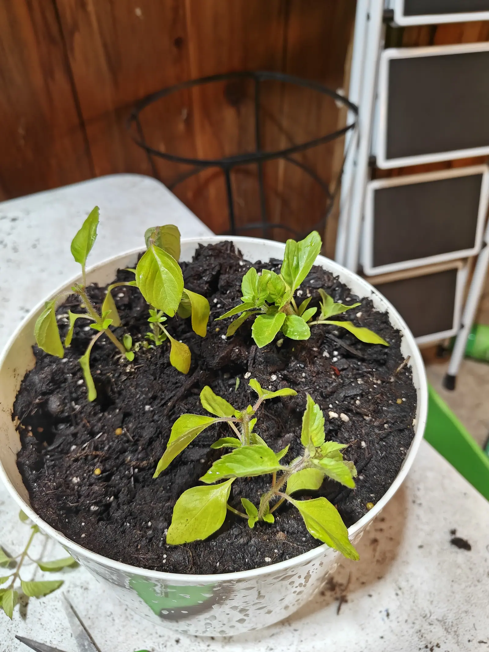 Several young seedlings with pale green ovate leaves and hairy stems spaced across dark compost in a shallow white bowl, a wire plant cage and a white shelving unit against the timber wall behind.