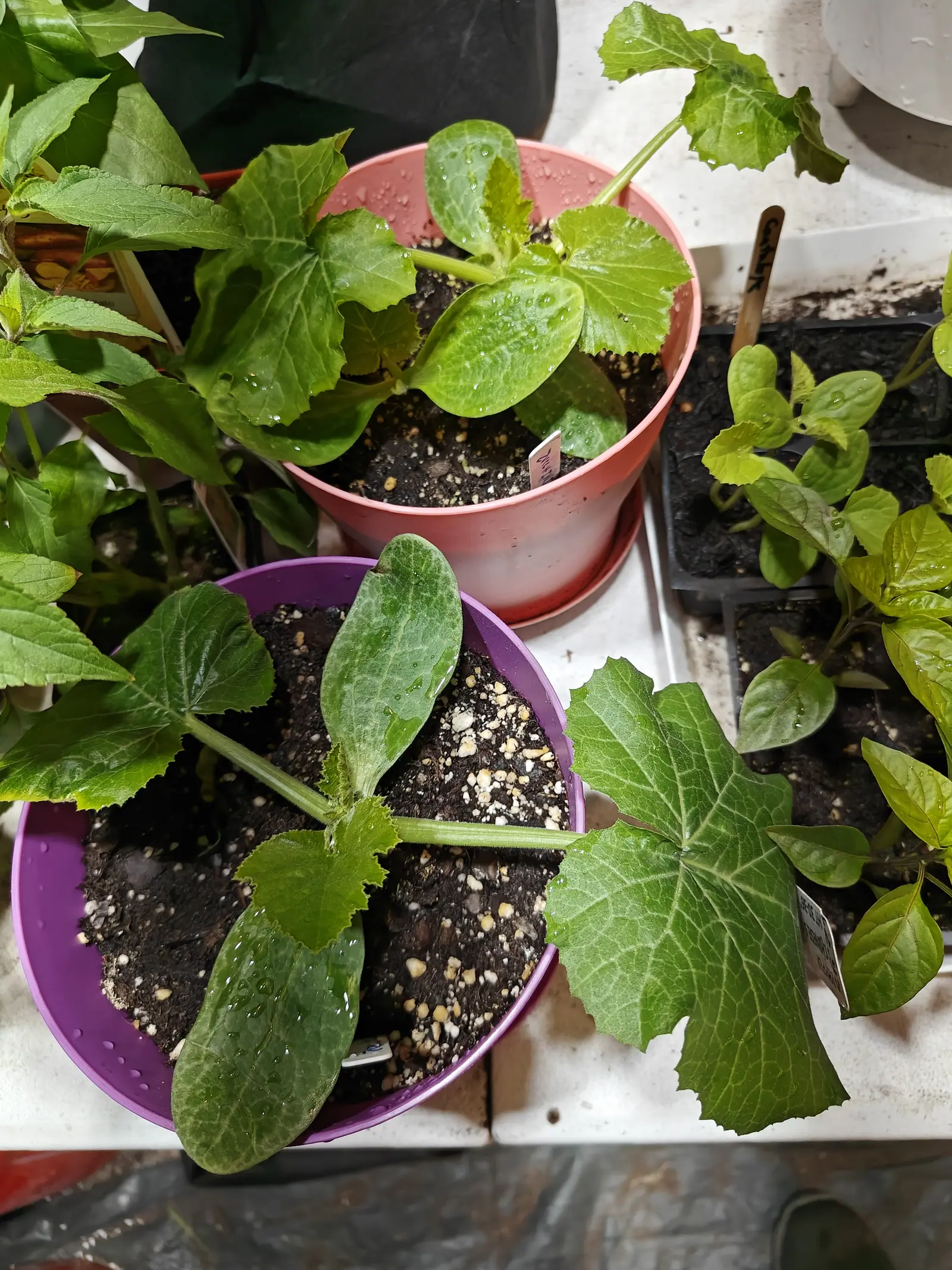 Two young squash seedlings with broad lobed leaves in a pink and a purple plastic pot on a white surface, a black cell tray of pepper seedlings beside them.