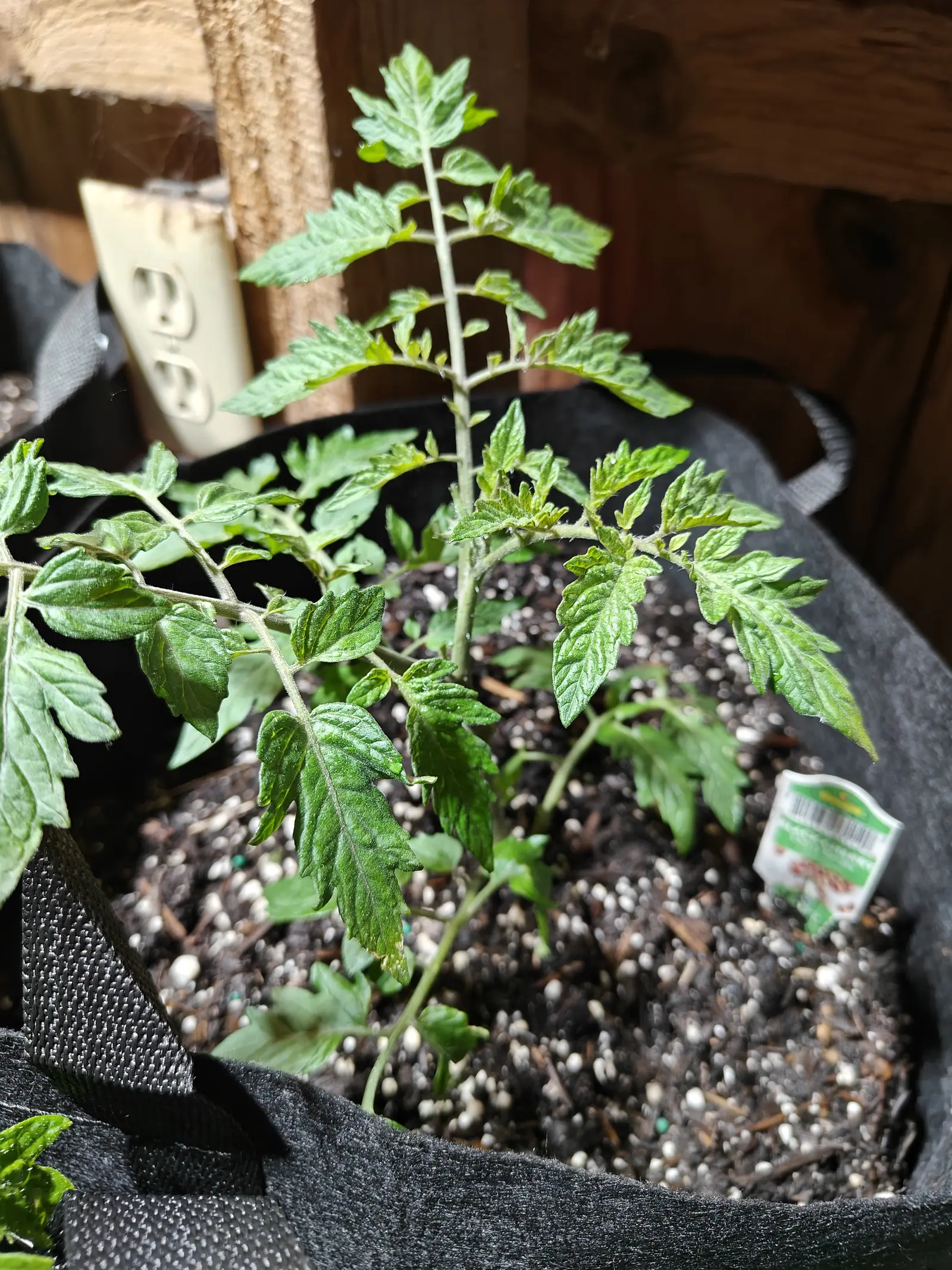 A young tomato plant in a black fabric grow bag of perlite-heavy compost, a small green plant label at the rim, an electrical outlet on the rough timber post behind.
