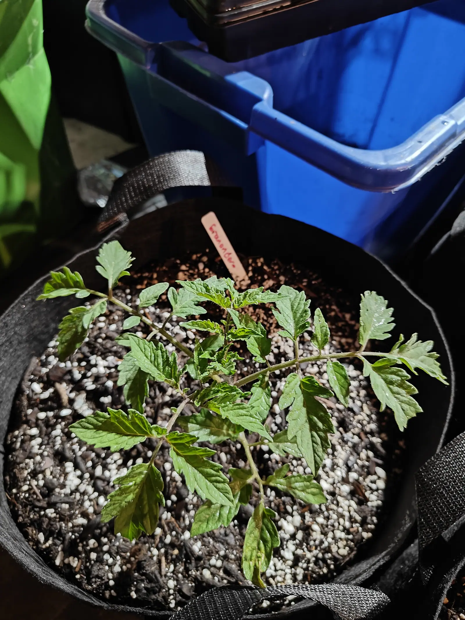 A young tomato plant sprawling in a black fabric grow bag, its compost pale with perlite, a small pink handwritten label upright at the back and a blue plastic tote behind.