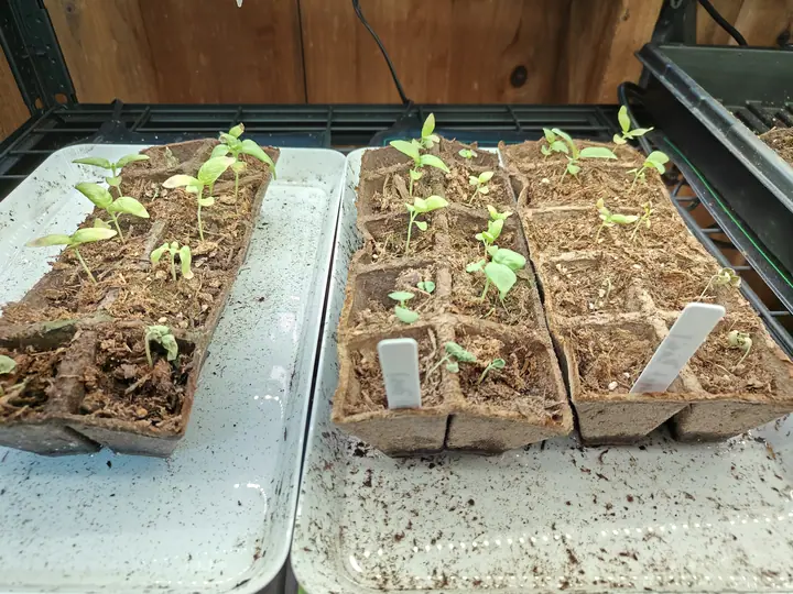 Two trays of moulded fibre pot strips holding tiny seedlings on white drip trays, white labels pushed in at the front, standing on a wire shelf against a timber wall.
