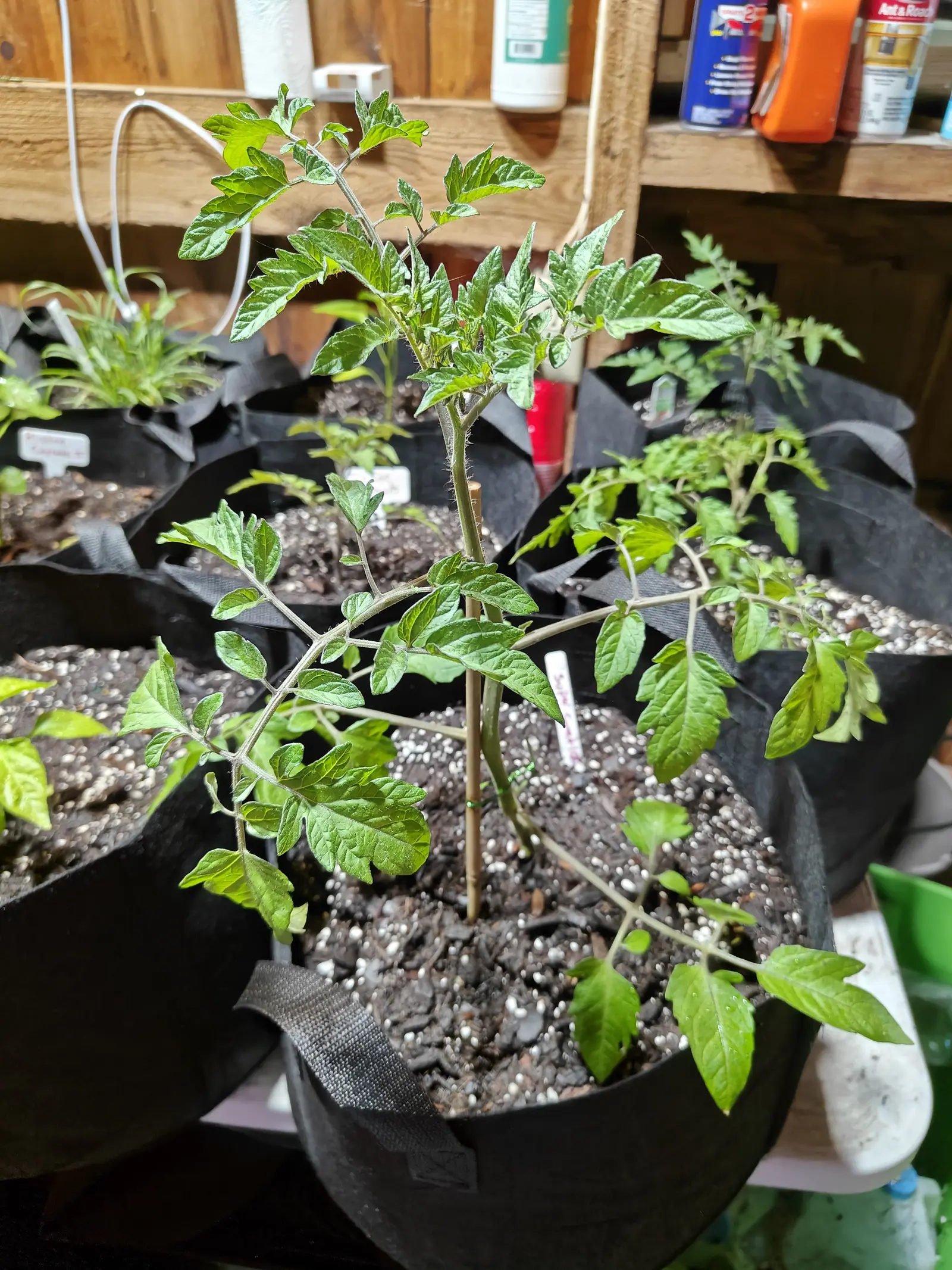 A young tomato plant in a black fabric grow bag among other bags on a shelf, perlite-flecked compost below, a shelf of spray cans and bottles on the timber wall behind.
