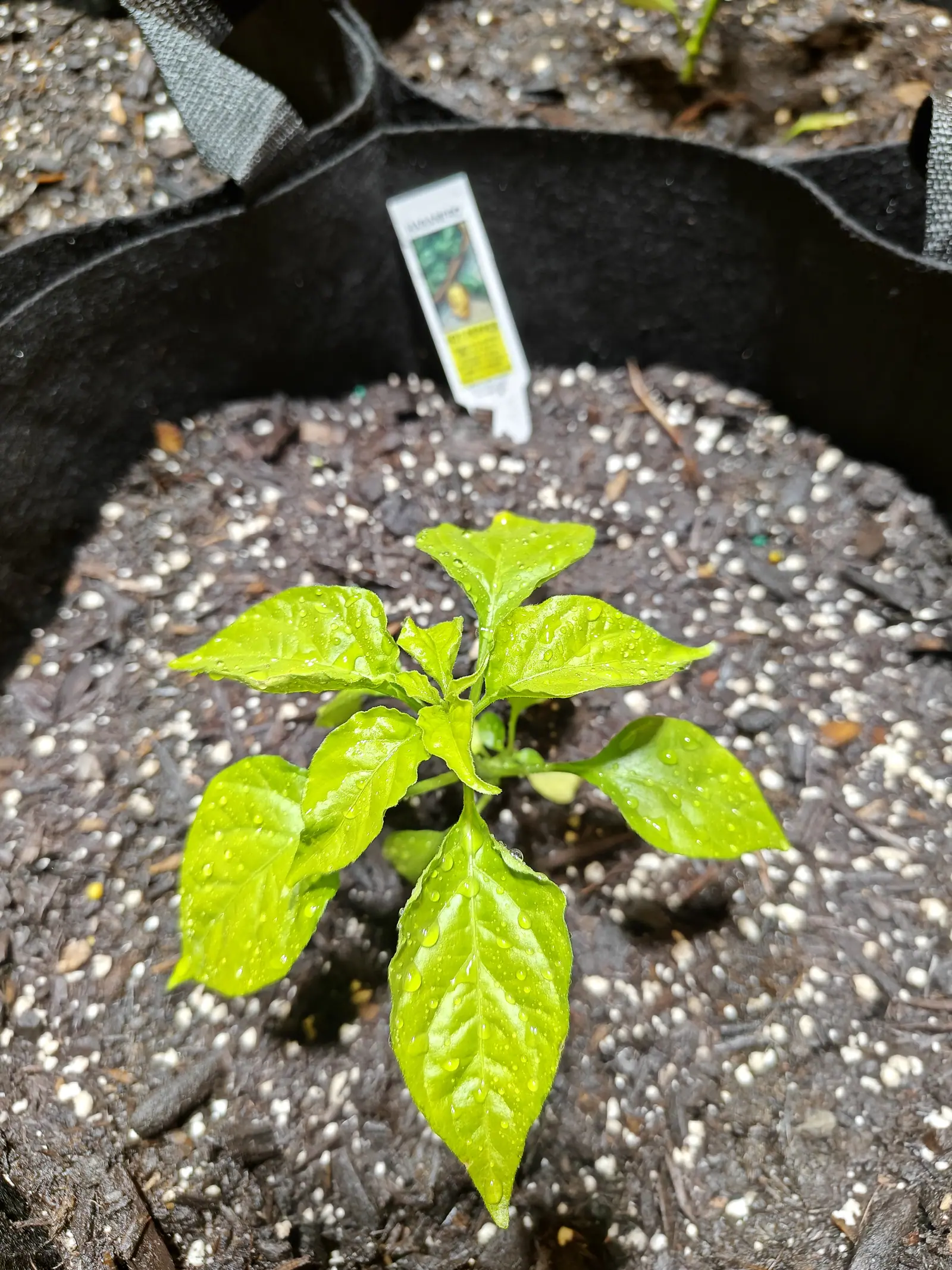 A pepper seedling with glossy yellow-green leaves beaded with water in a black fabric grow bag, dark compost flecked with perlite and bark, a printed plant label pushed in behind it.