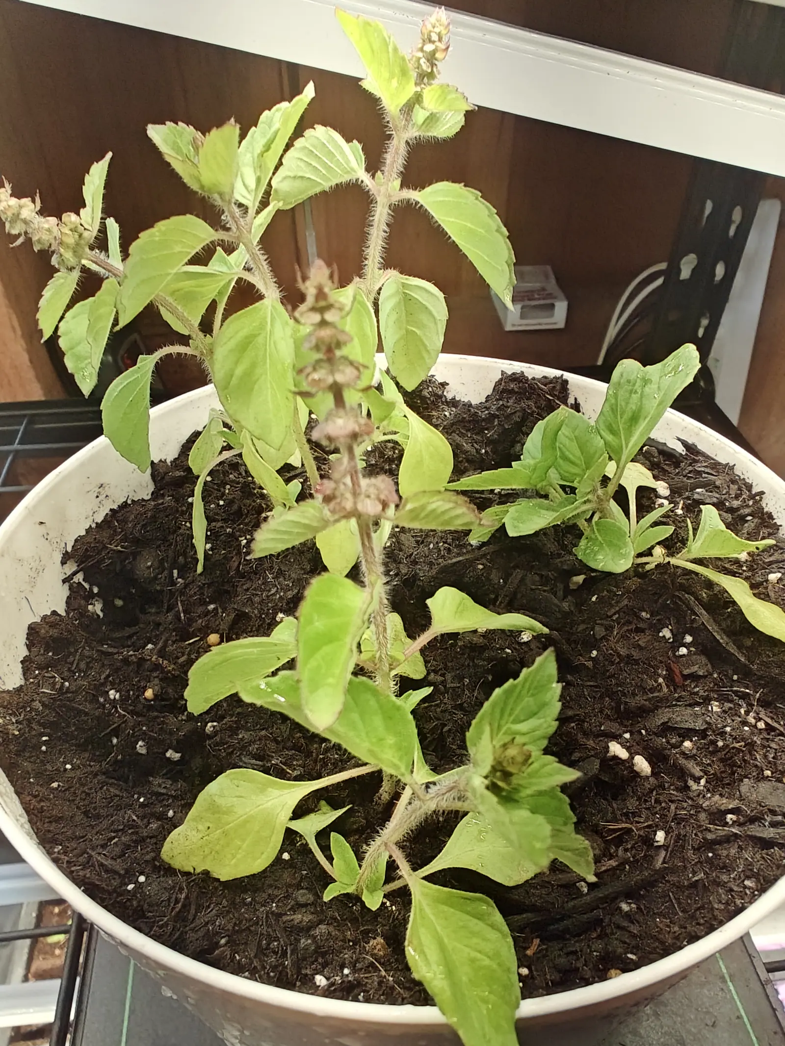 A holy basil plant with downy purple-flushed stems and short flowering spikes in a shallow white bowl, smaller seedlings around it in dark compost, the white edge of a shelf above.